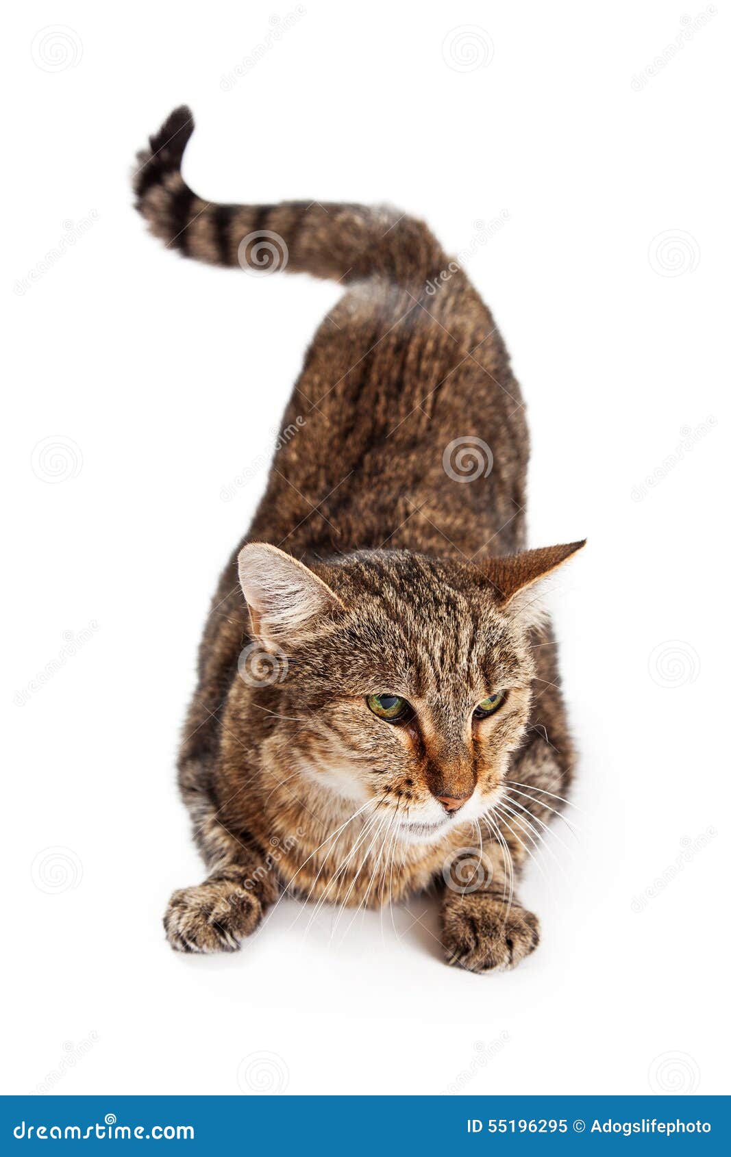Angry Tabby Cat in Defensive Position Stock Image Image of copy