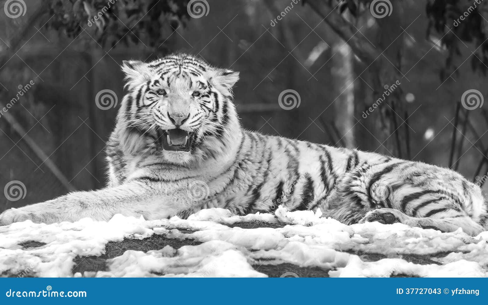 Angry White Tiger Hd