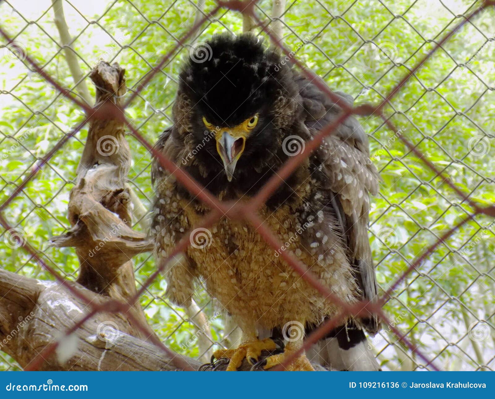 Angry Bird in the Cage stock photo. Image of attack 109216136