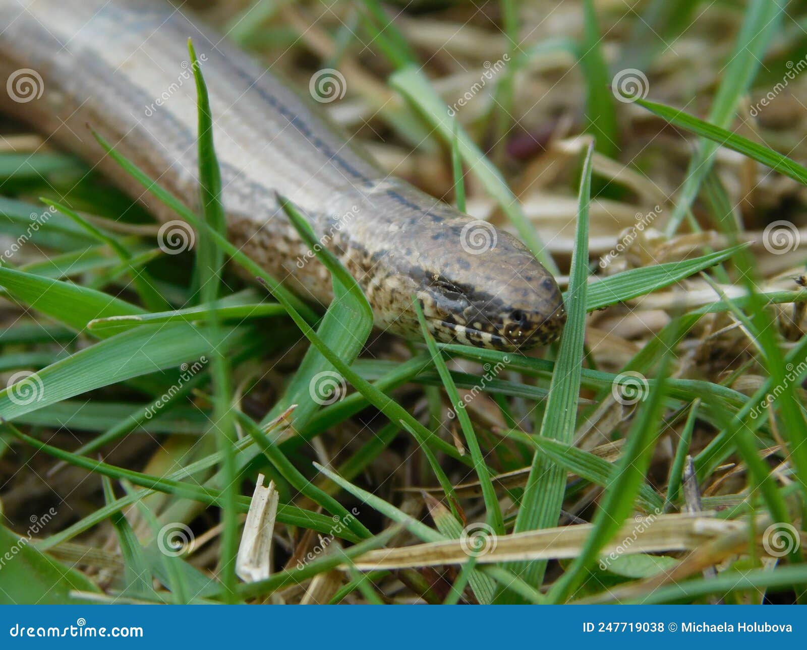 anguis fragilis slow-worms are lizards, though they are often mistaken for snakes. unlike snakes they have eyelids, a flat forked