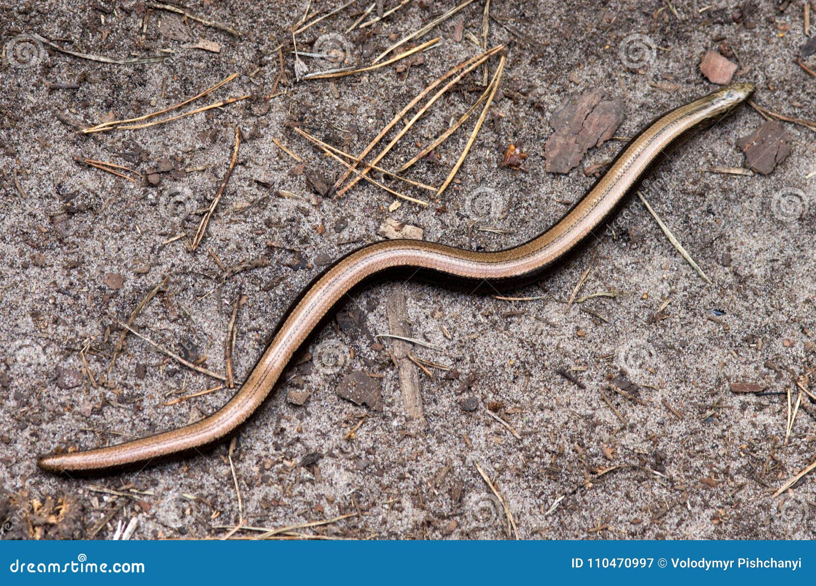 Legless Lizard Close Up Of Head Of Sheltopusik, Scheltopusik, Or