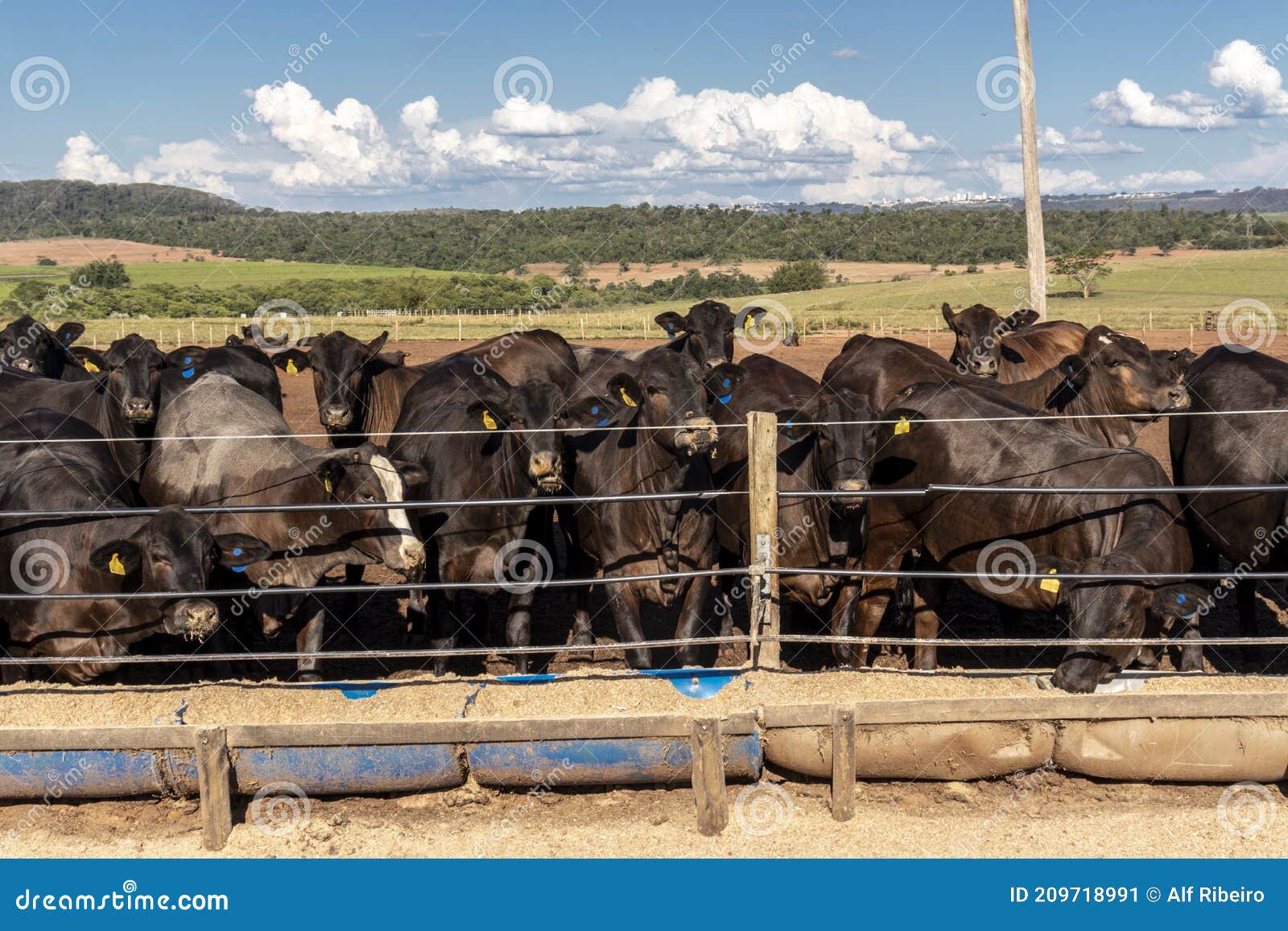 Angus Cattle on Confinement Stock Image Image of domestic