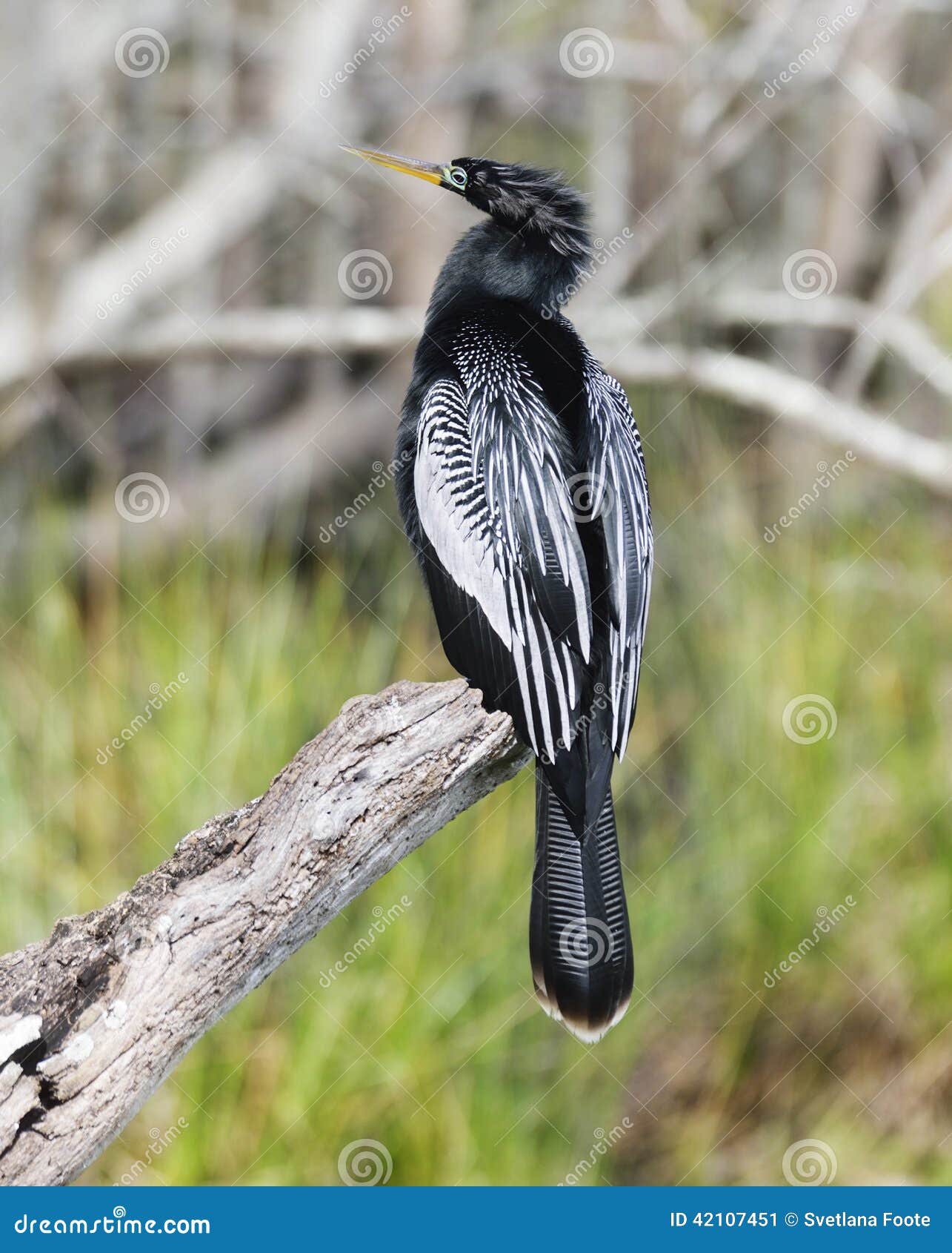 Αρσενικό αμερικανικό Anhinga (anhinga Anhinga) που σκαρφαλώνει