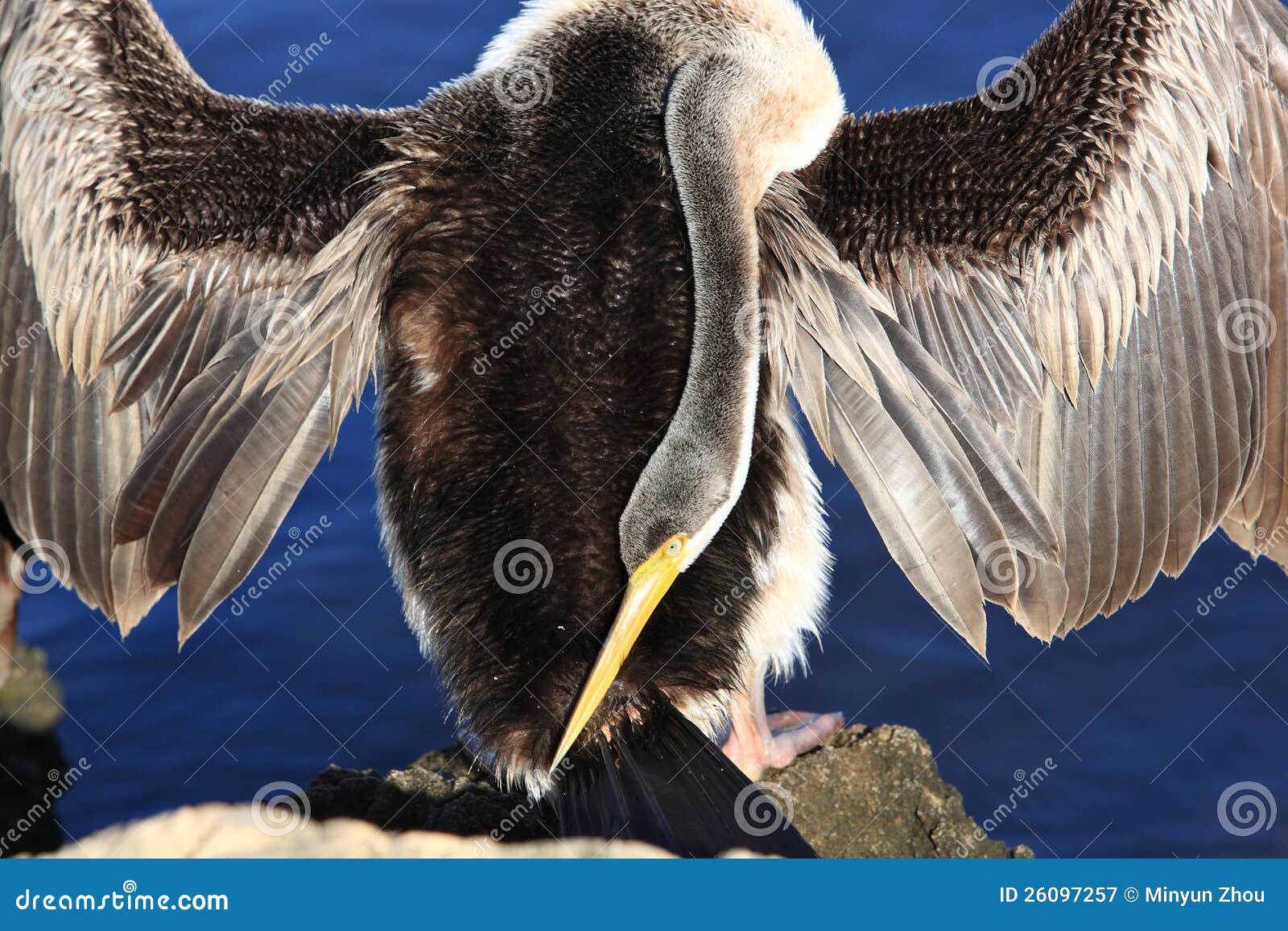 anhinga, black swan lake in perth, australia