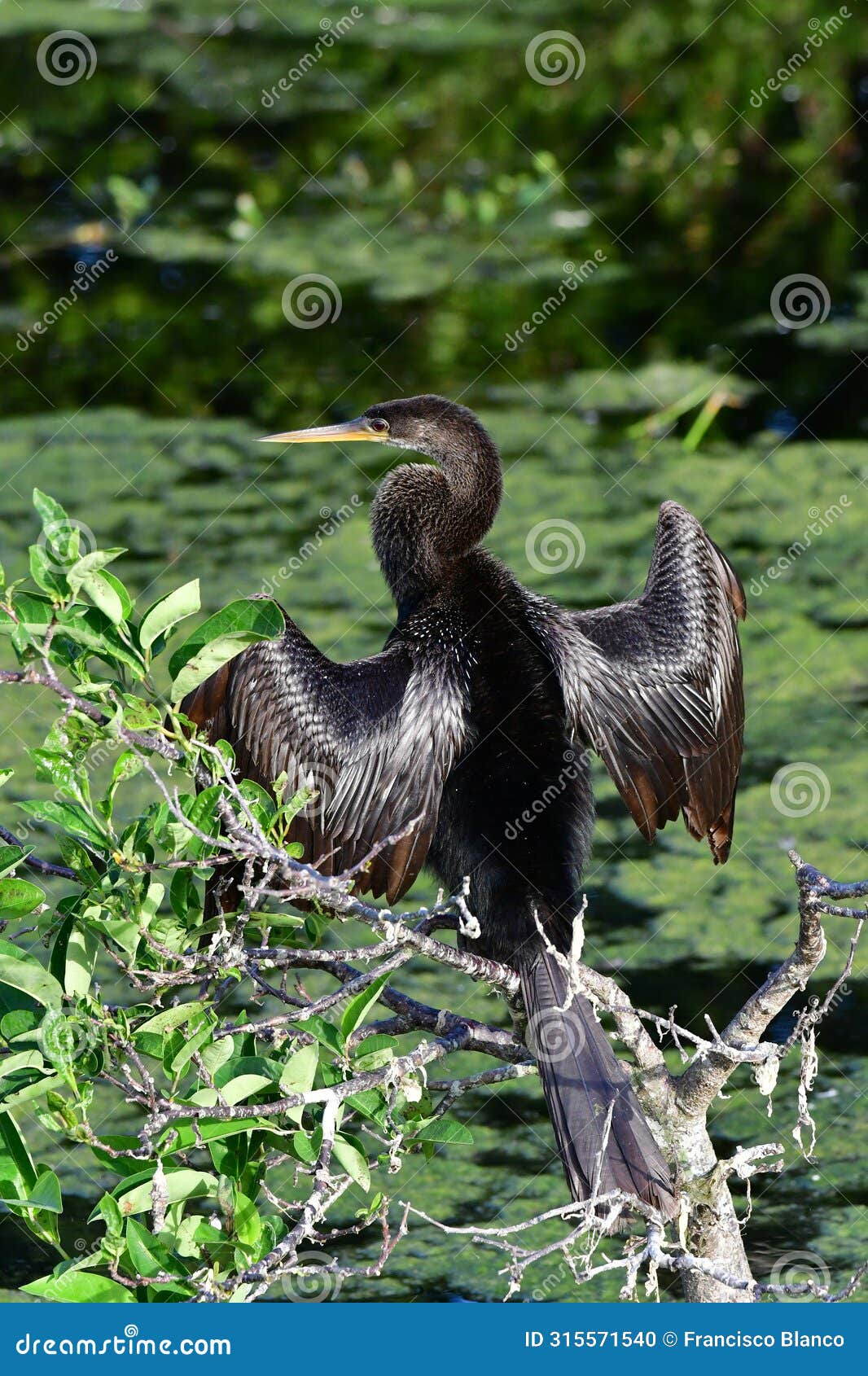 anhinga - anhinga anhinga - drying its wings over constructed wetlands.