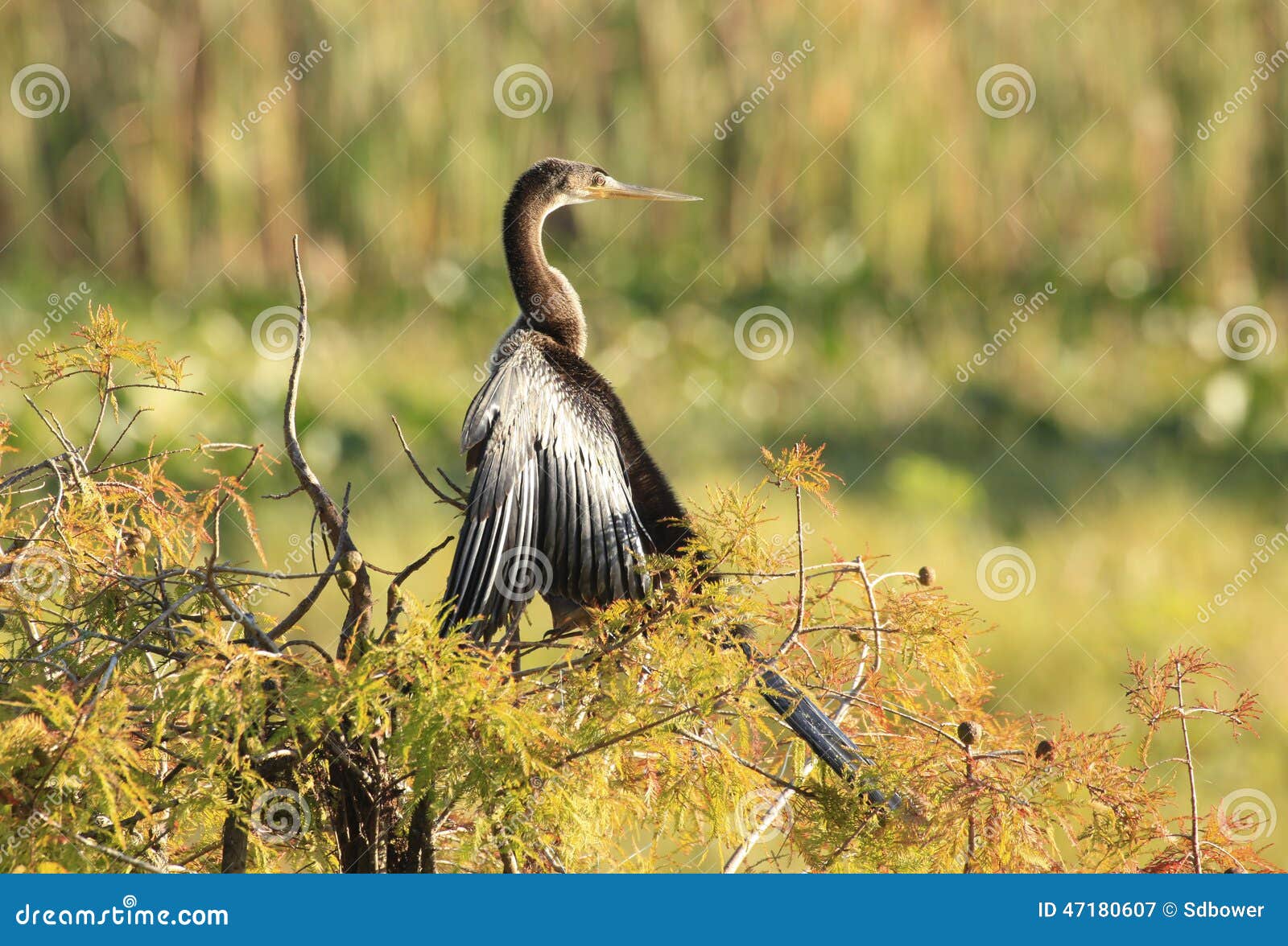 Anhinga Drying it S Wings in a Fall Colored Bald Cypress Tree Stock ...