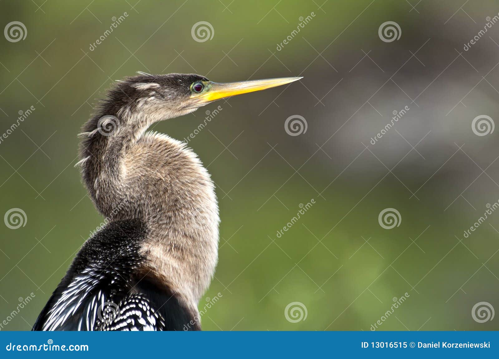 Anhinga perched stock image. Image of america, florida - 13016515