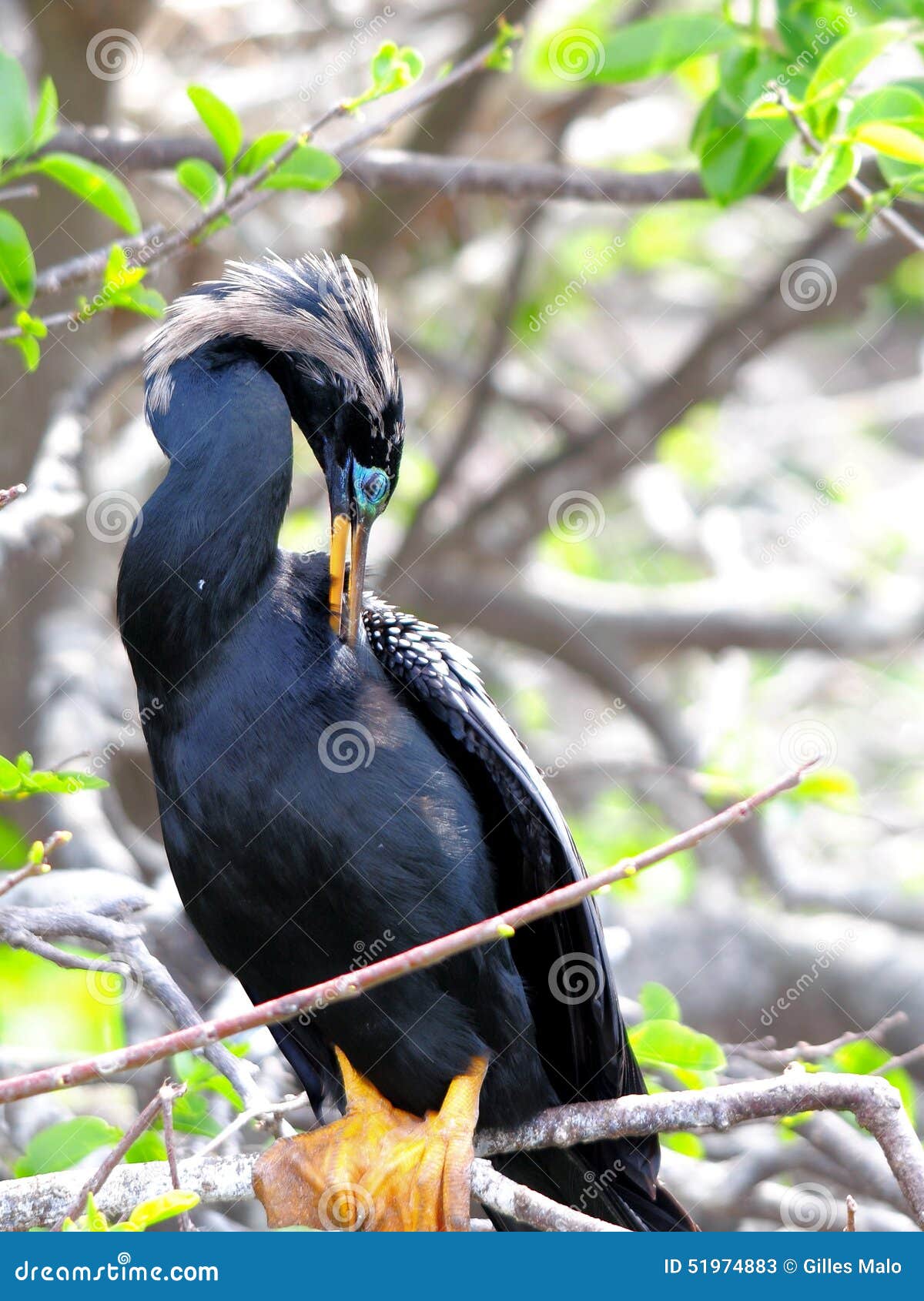 Anhinga Perched on Tree Branch Preening Stock Image - Image of anhinga ...