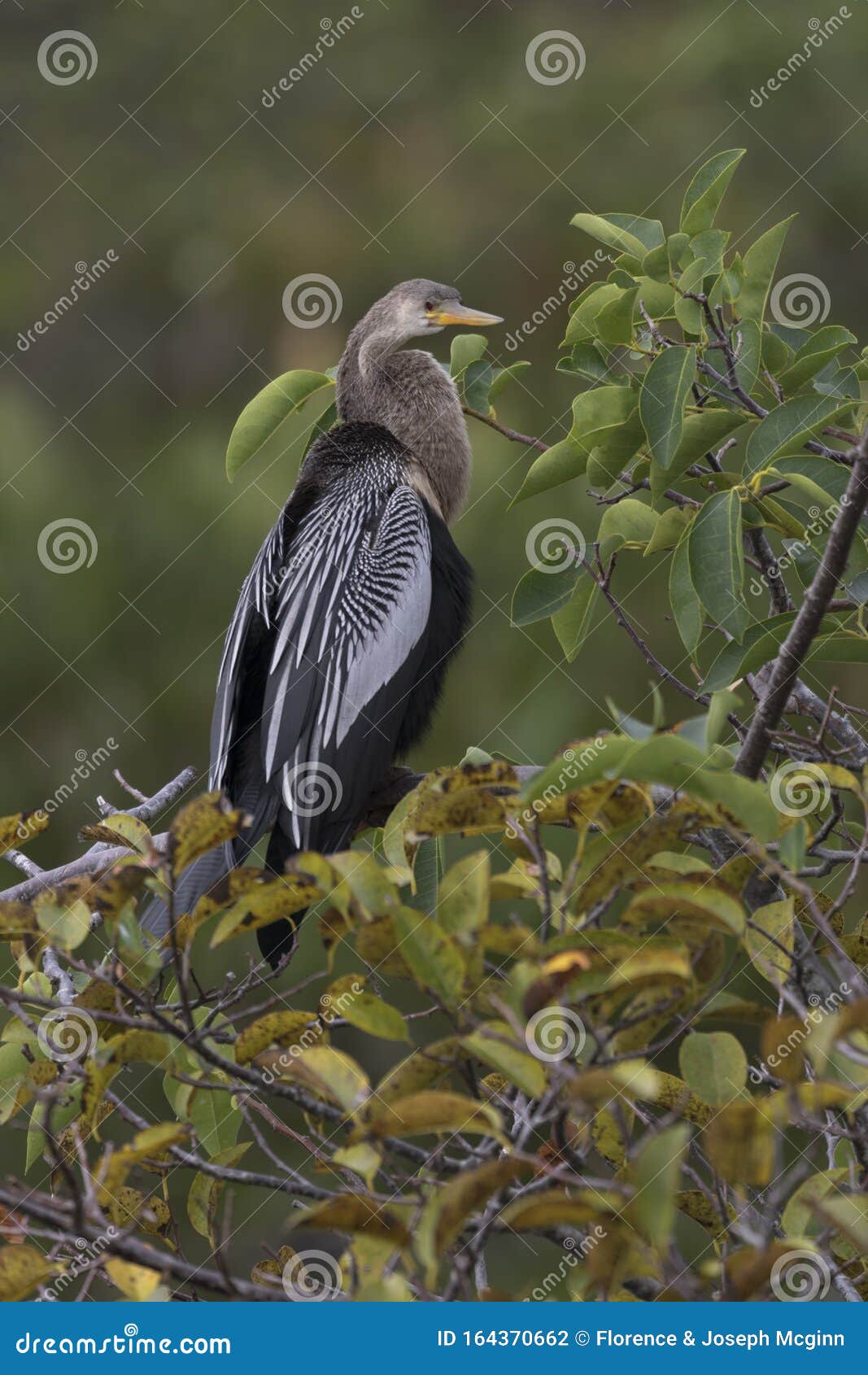 anhinga with snake-like neck in wakodahatchee wetlands