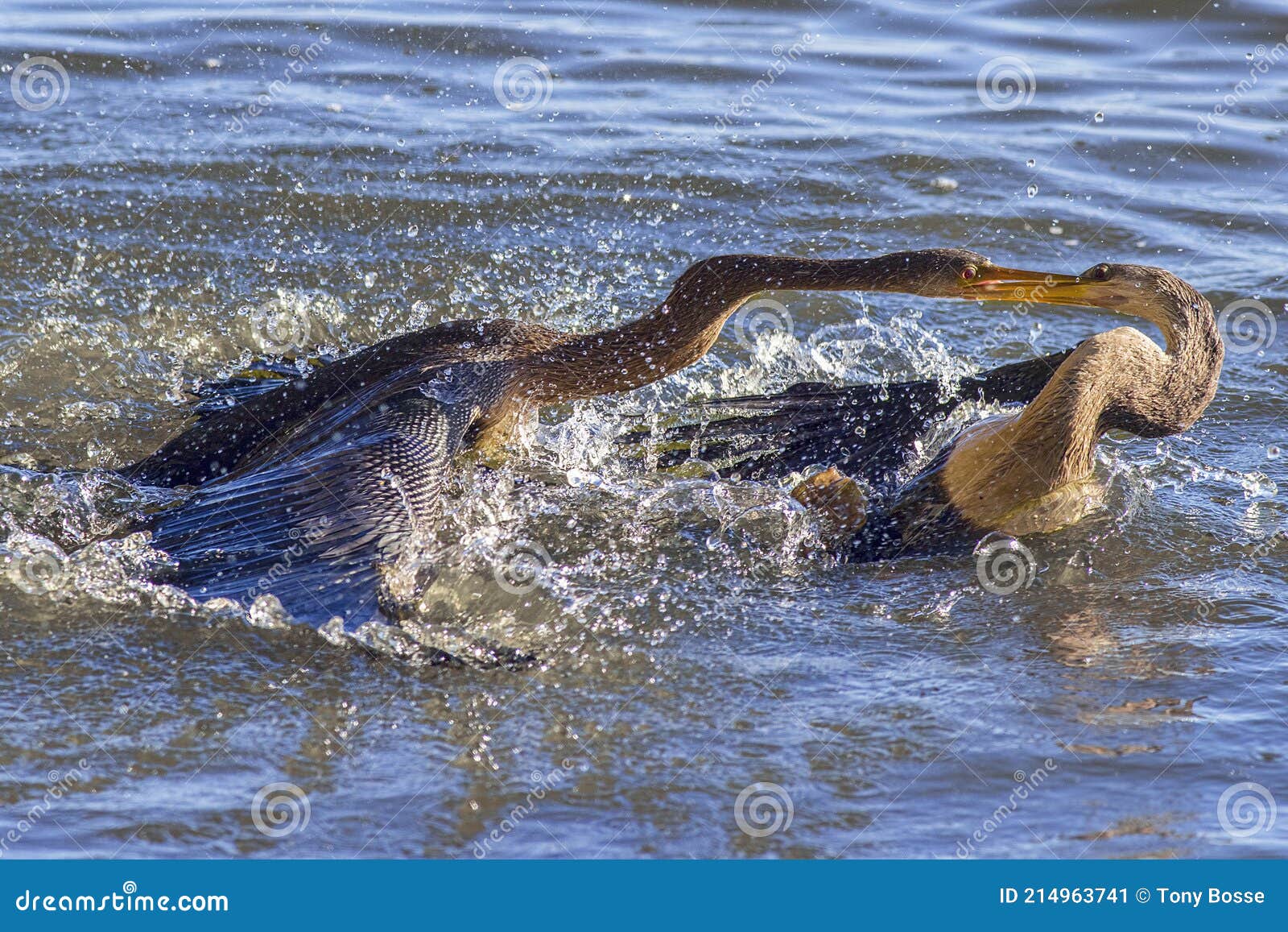 anhingas, snakebirds territorial fight