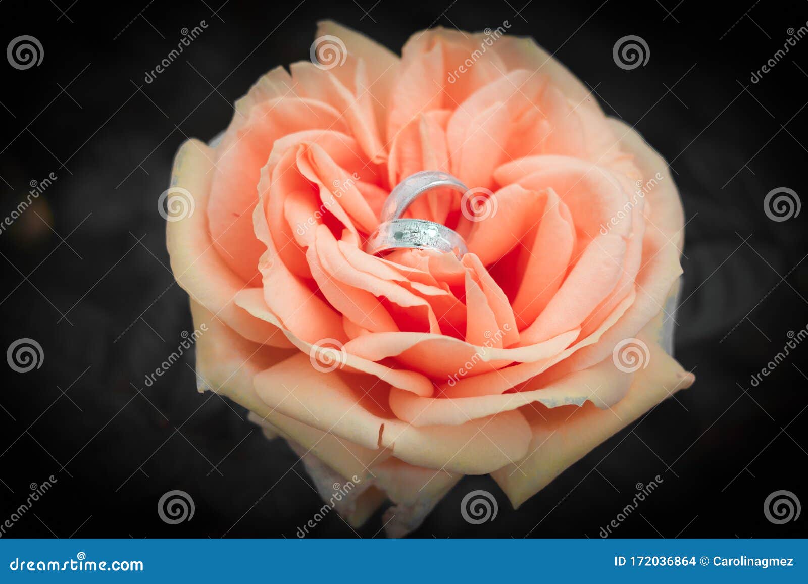 wedding rings over pink on black background