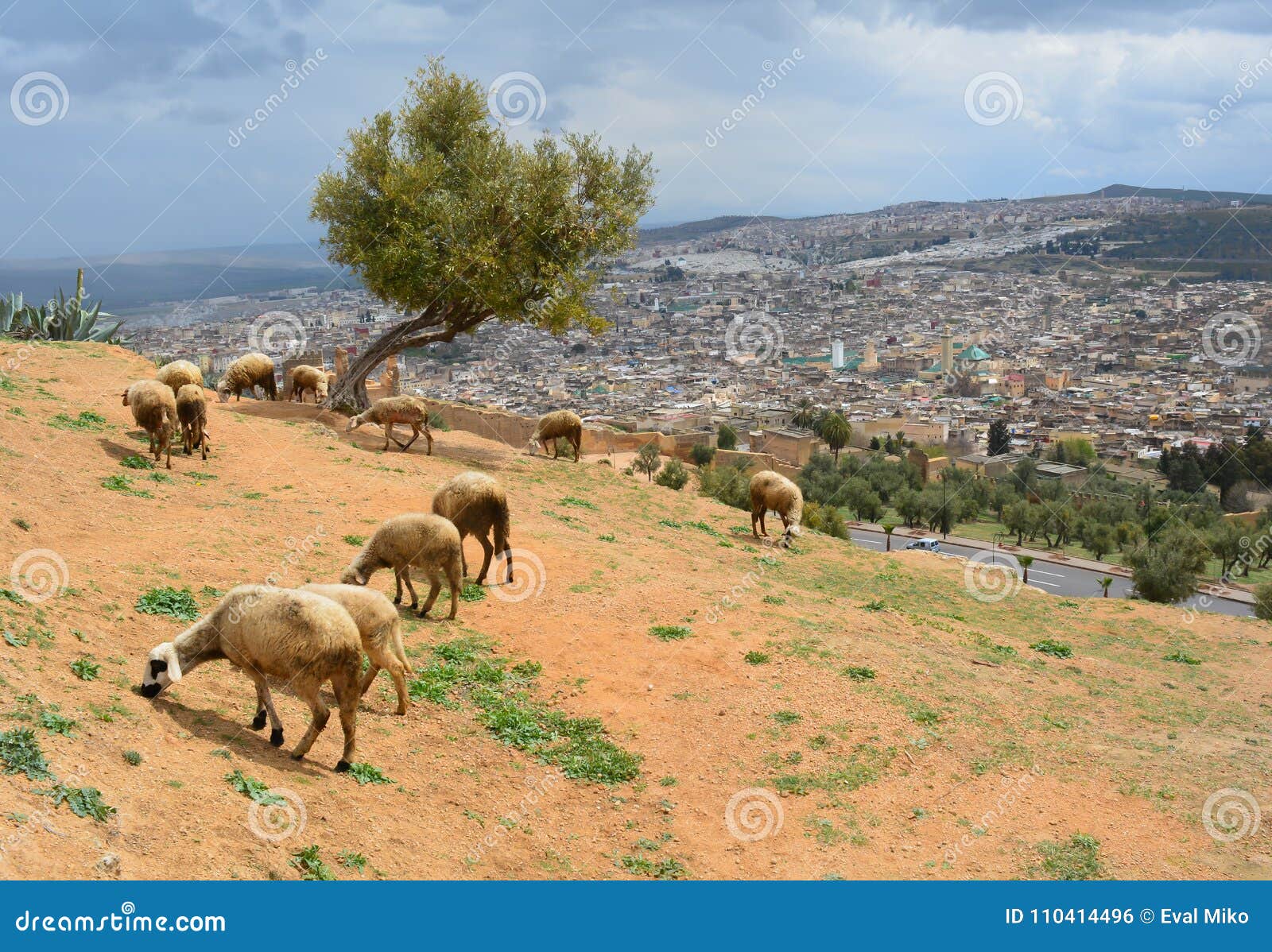 Animais em uma cidade de Fes. Carneiros de vagueamento no monte em uma cidade de Fes em Marrocos