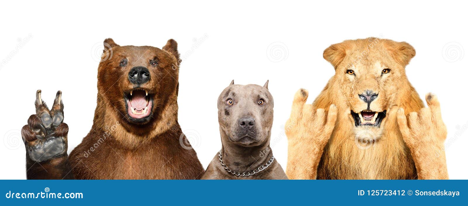 Animais engraçados