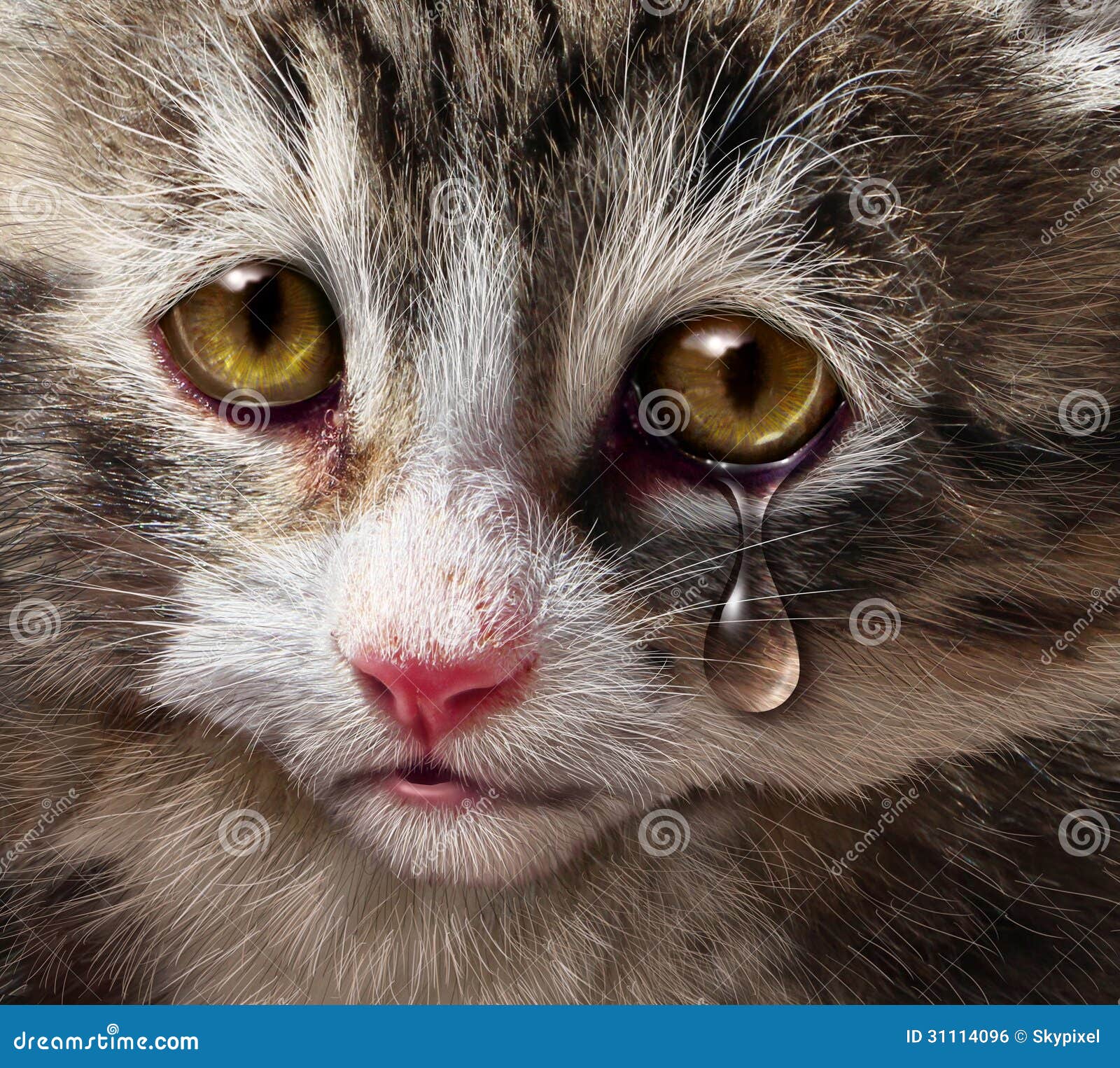 Sad Cat 4k Hd Desktop Wallpaper For 4k Ultra Hd Tv Tablet