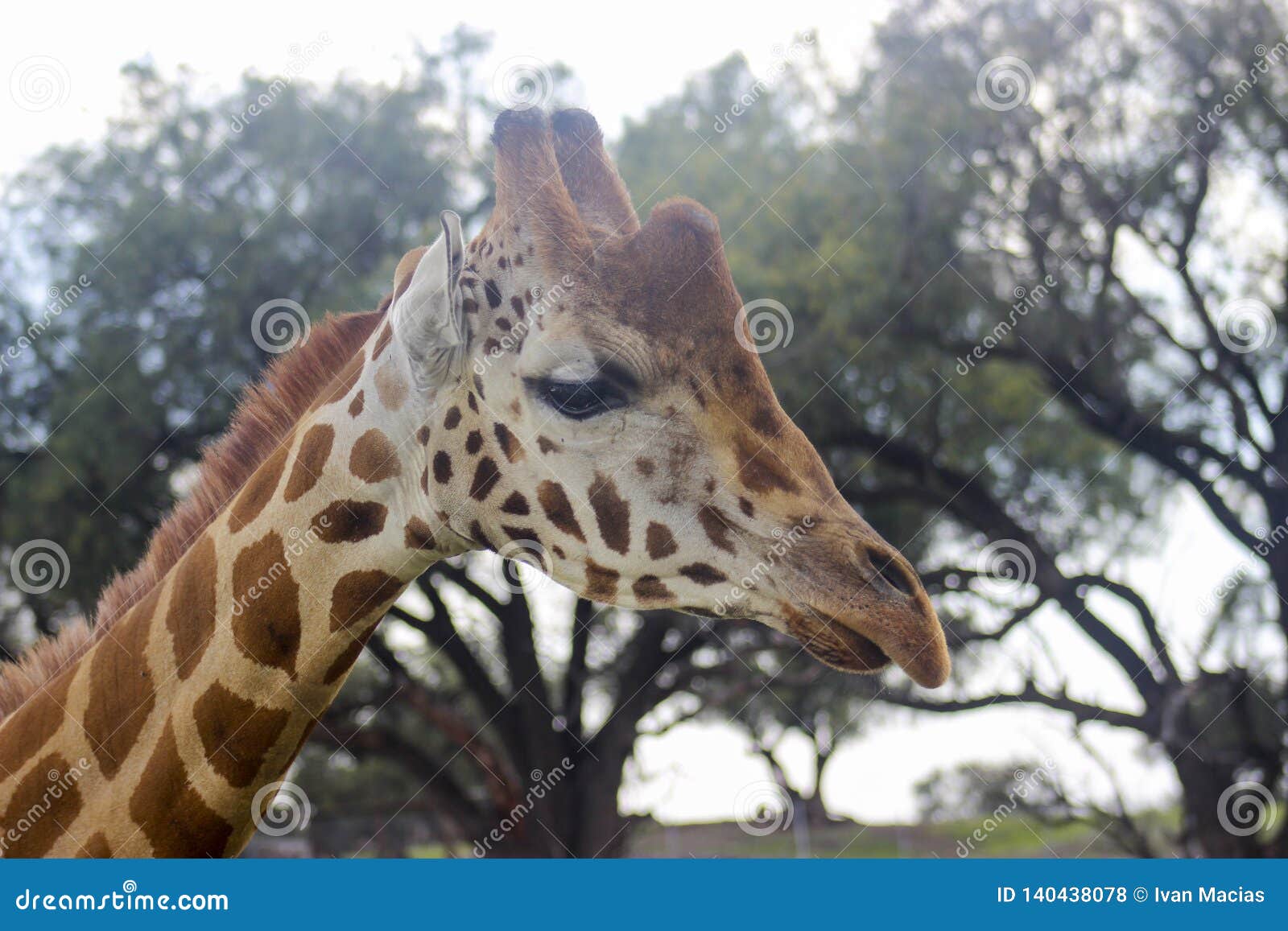 jirafa animal sky giraffe