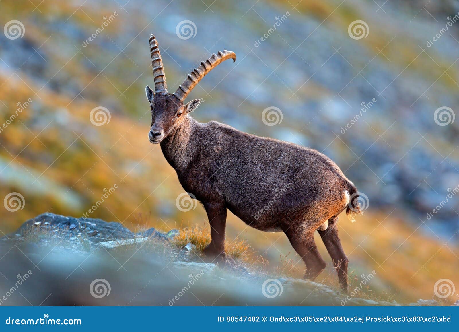 animal from the alp. antler alpine ibex, capra ibex, scratching