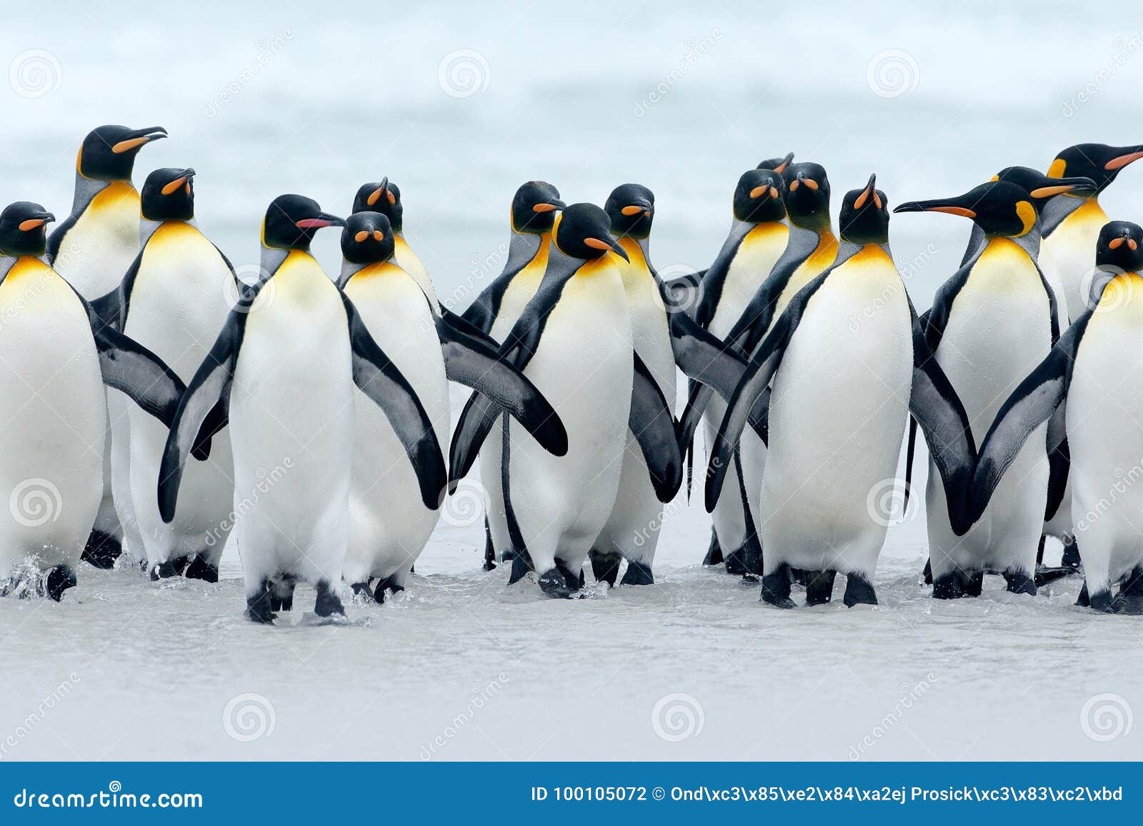 Animal from Antarctica. Group of King Penguins Coming Back Together from  Sea To Beach with Wave a Blue Sky, Volunteer Point, Falkl Stock Photo -  Image of curiosity, beach: 100105072