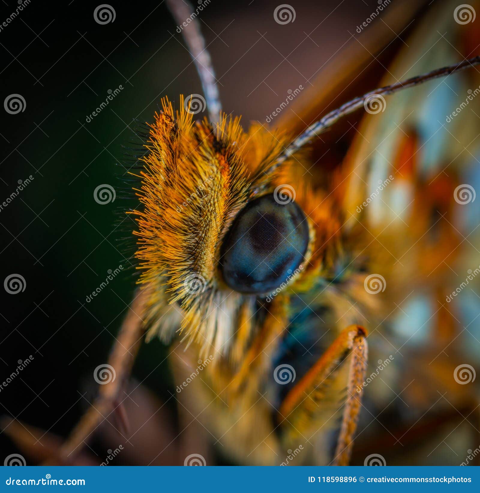 Animal, Antenna, Biology Picture. Image 118598896