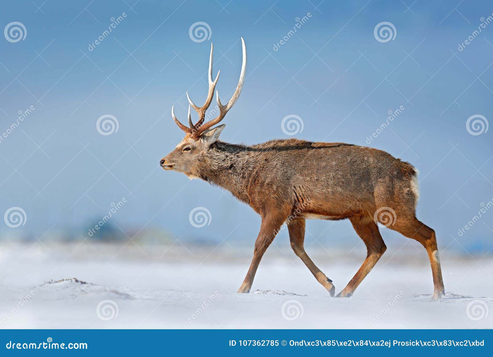 animal with antler in the nature habitat, winter scene, hokkaido, wildlife nature, japan. hokkaido sika deer, cervus nippon yesoen