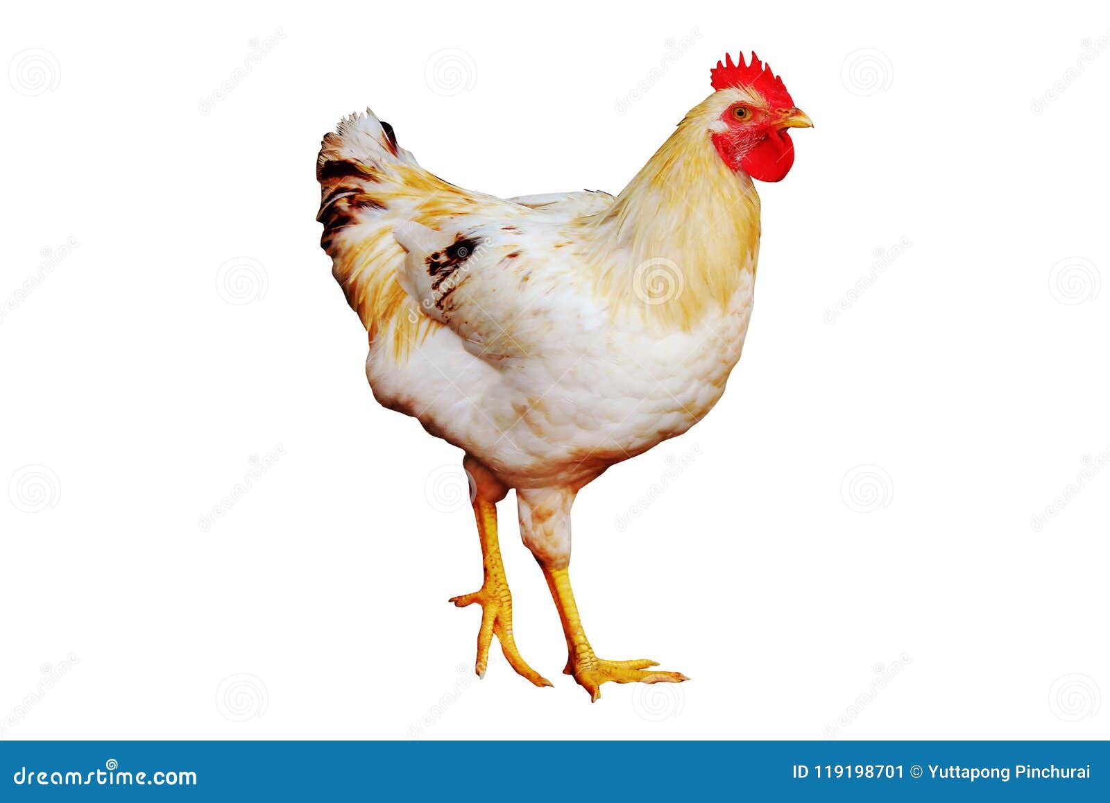 Animal. Beautiful White Chicken on the White Background Stock Image - Image of colorful, cluck: 119198701 Animal. Beautiful White Chicken on the White Background Stock Image - Image of colorful, cluck: 119198701