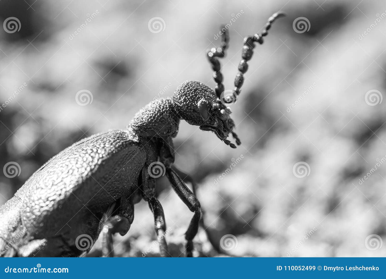 Animal, Beetle, Carapace, Day, Horns, Insect, Macro ...