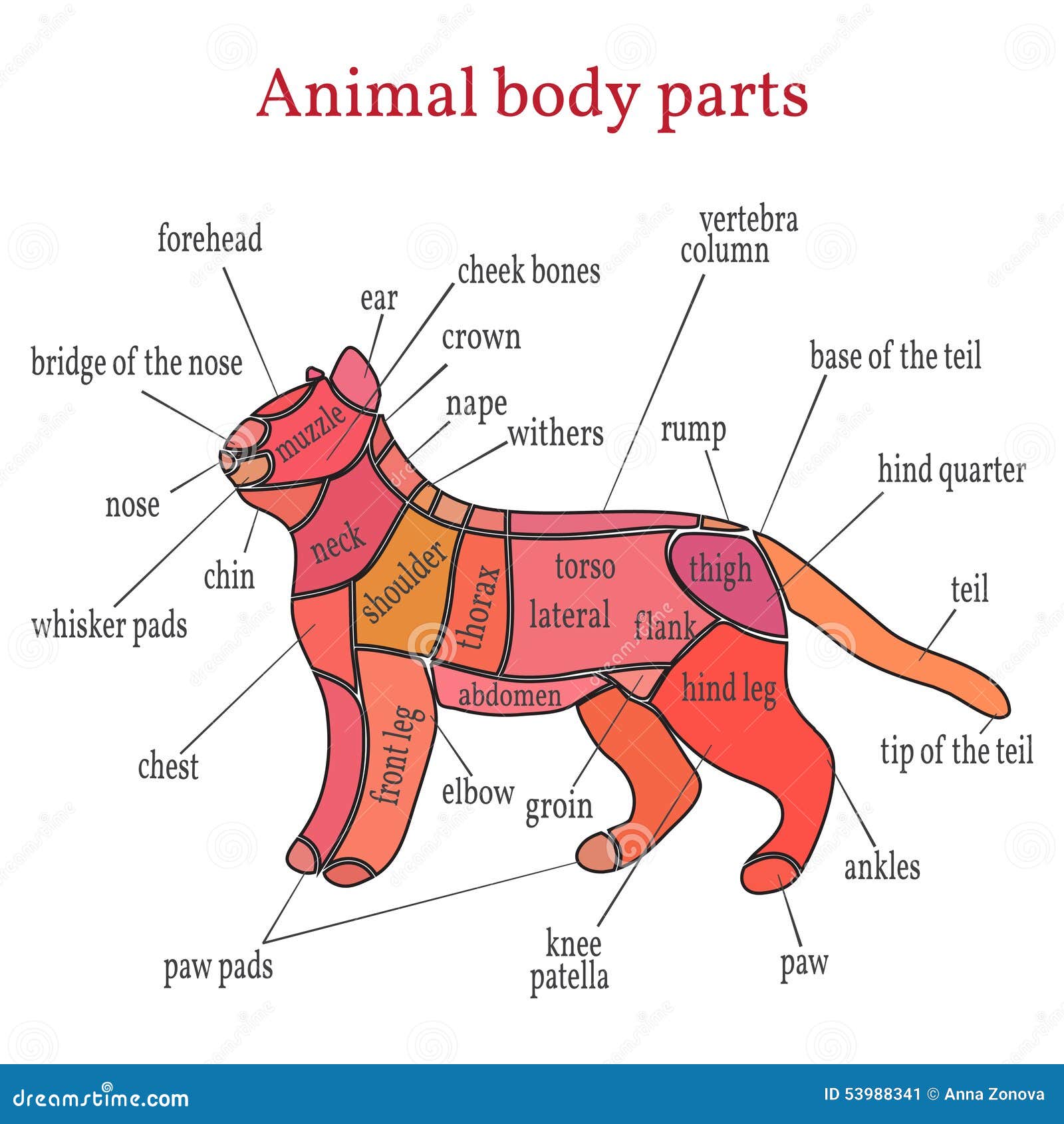 Animal body parts stock vector. Illustration of neck - 53988341 Animal body parts stock vector. Illustration of neck - 53988341