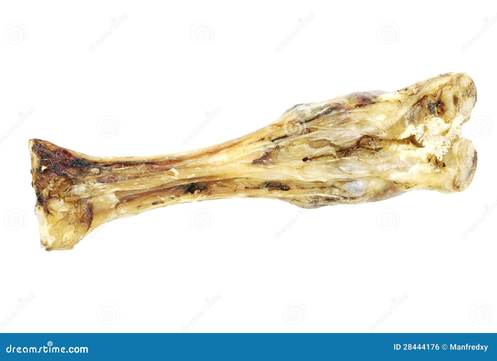 Animal Bone stock photo. Image of closeup, skeleton, bone - 28444176