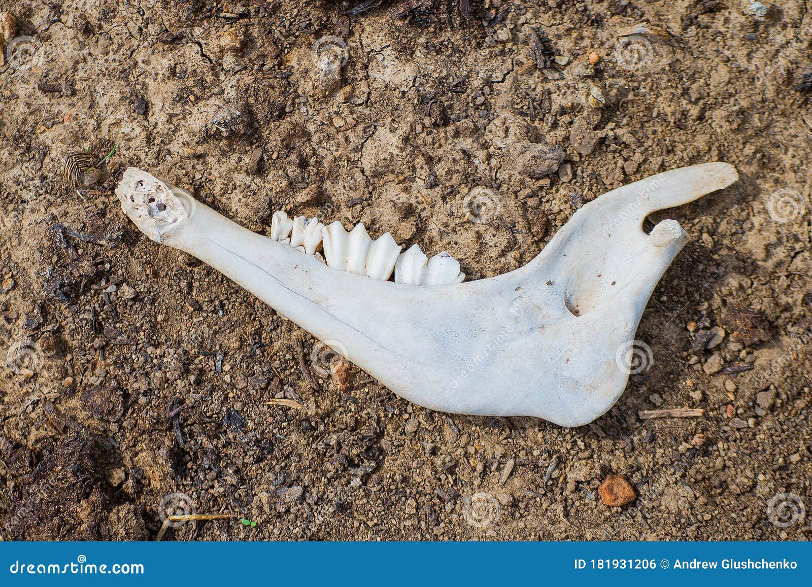 Animal Bone on the Ground. Animal`s Jaw Stock Photo - Image of natural,  outdoor: 181931206