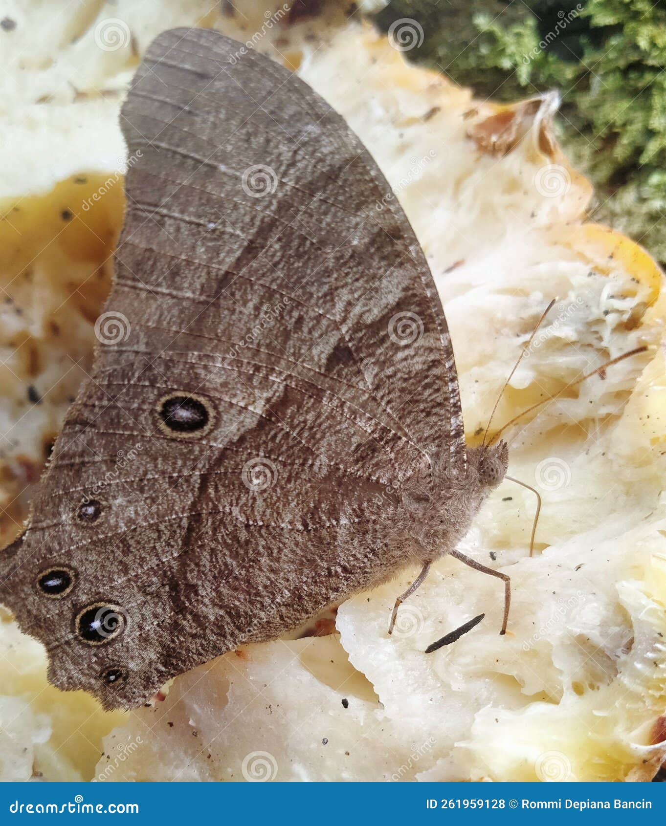 Animal Butterfly Brown Pineapple Stock Photo Image of food, dish