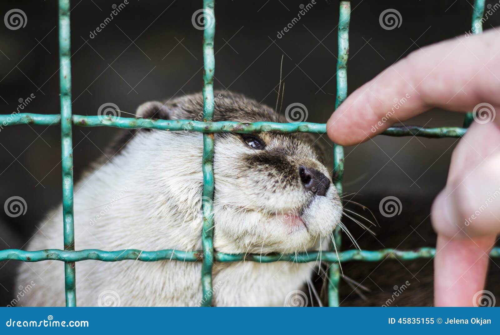 Animal in cage stock image. Image of person, animal, people 45835155