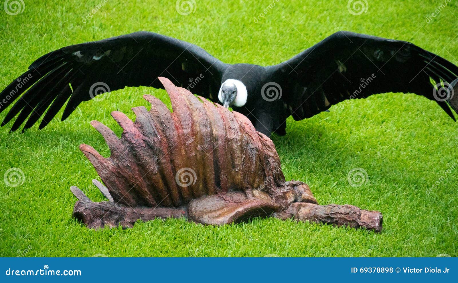 Animal carcass stock photo. Image of ribs, meat, death - 69378898