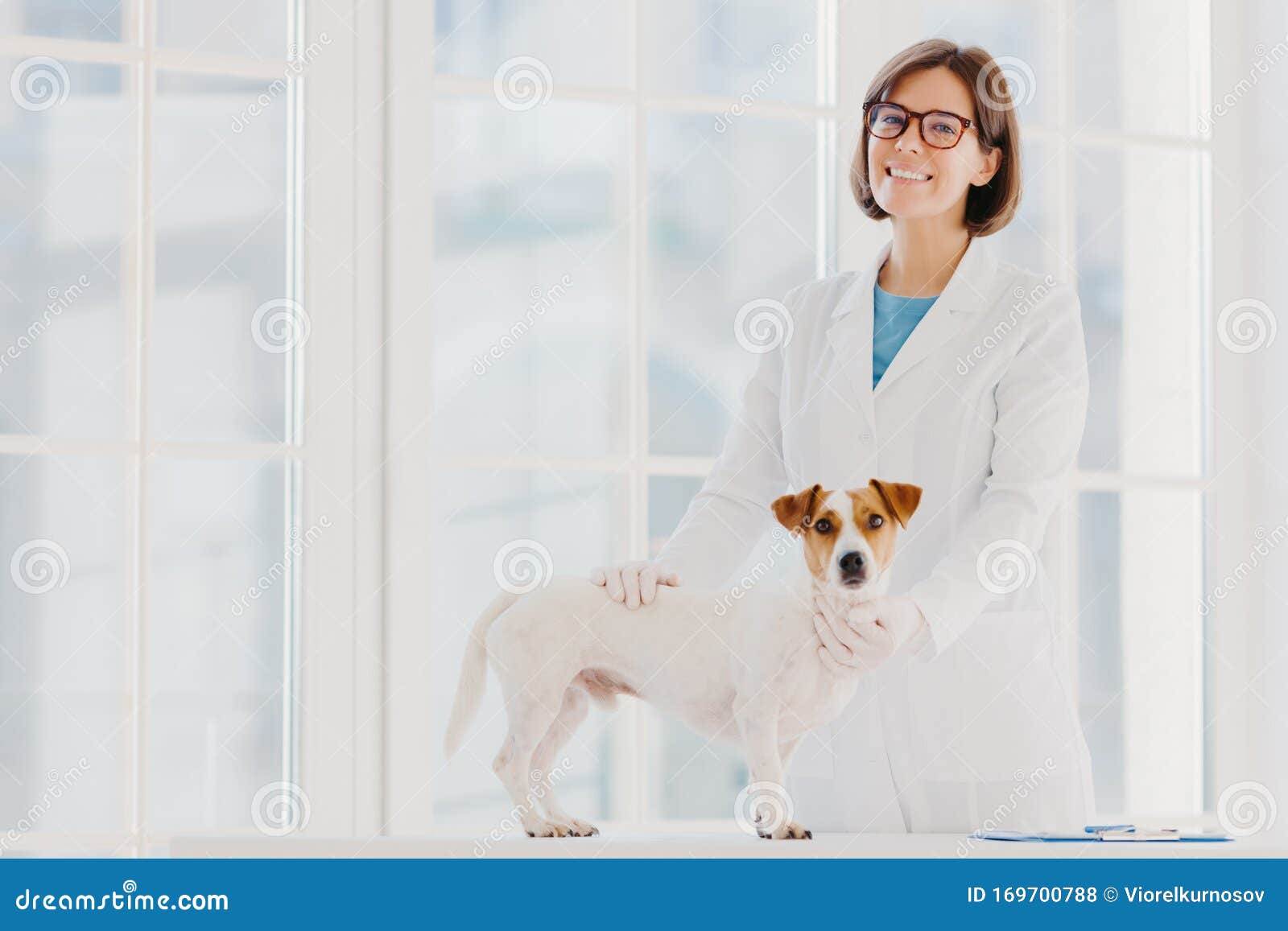 Animal Care and Health. Indoor Shot of Woman Vet in White Gown and Medical Gloves, Stands Near Examination Table, Examines Dog, Stock Photo - Image of prescription, health: 169700788 Animal Care and Health. Indoor Shot of Woman Vet in White Gown and Medical Gloves, Stands Near Examination Table, Examines Dog, Stock Photo - Image of prescription, health: 169700788