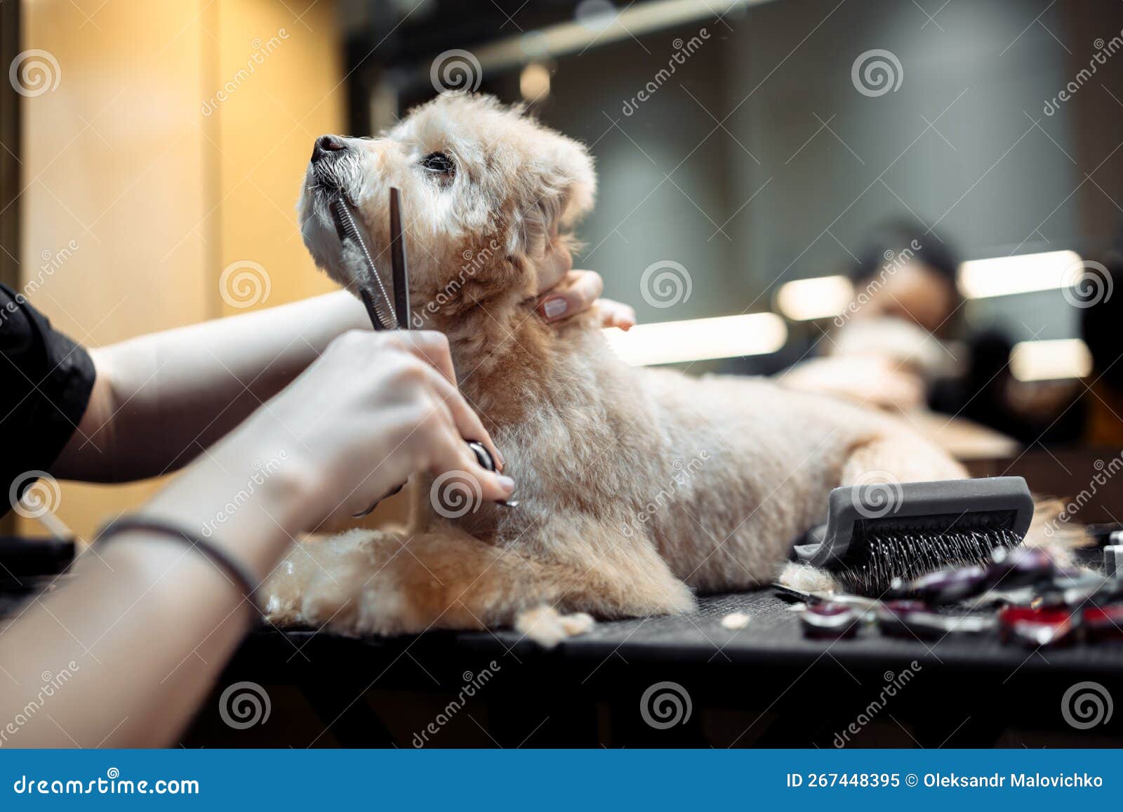 Animal Care. a Professional Grooms a Dog Stock Image - Image of equipment, hygiene: 267448395 Animal Care. a Professional Grooms a Dog Stock Image - Image of equipment, hygiene: 267448395