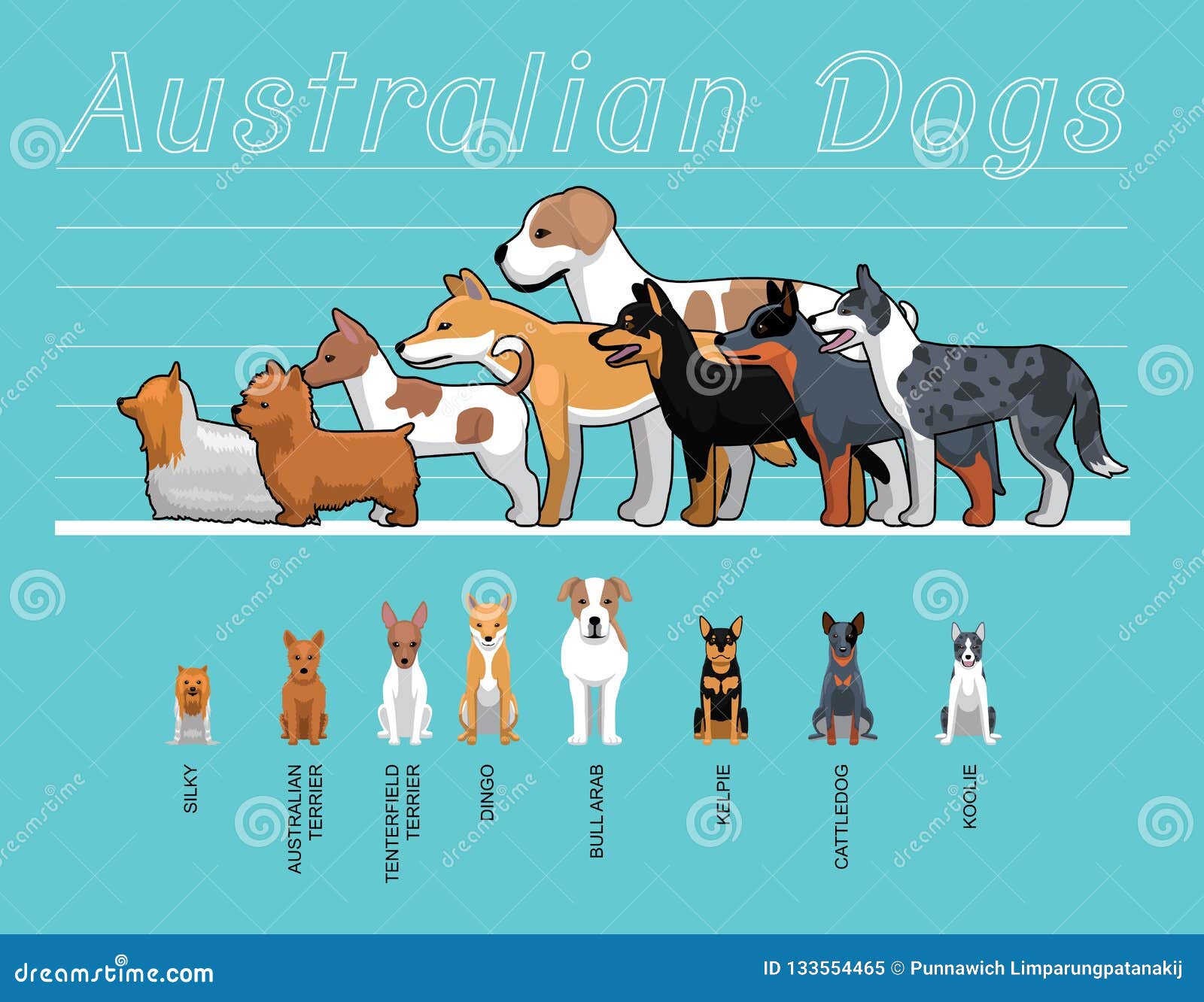 mini australian shepherd size comparison