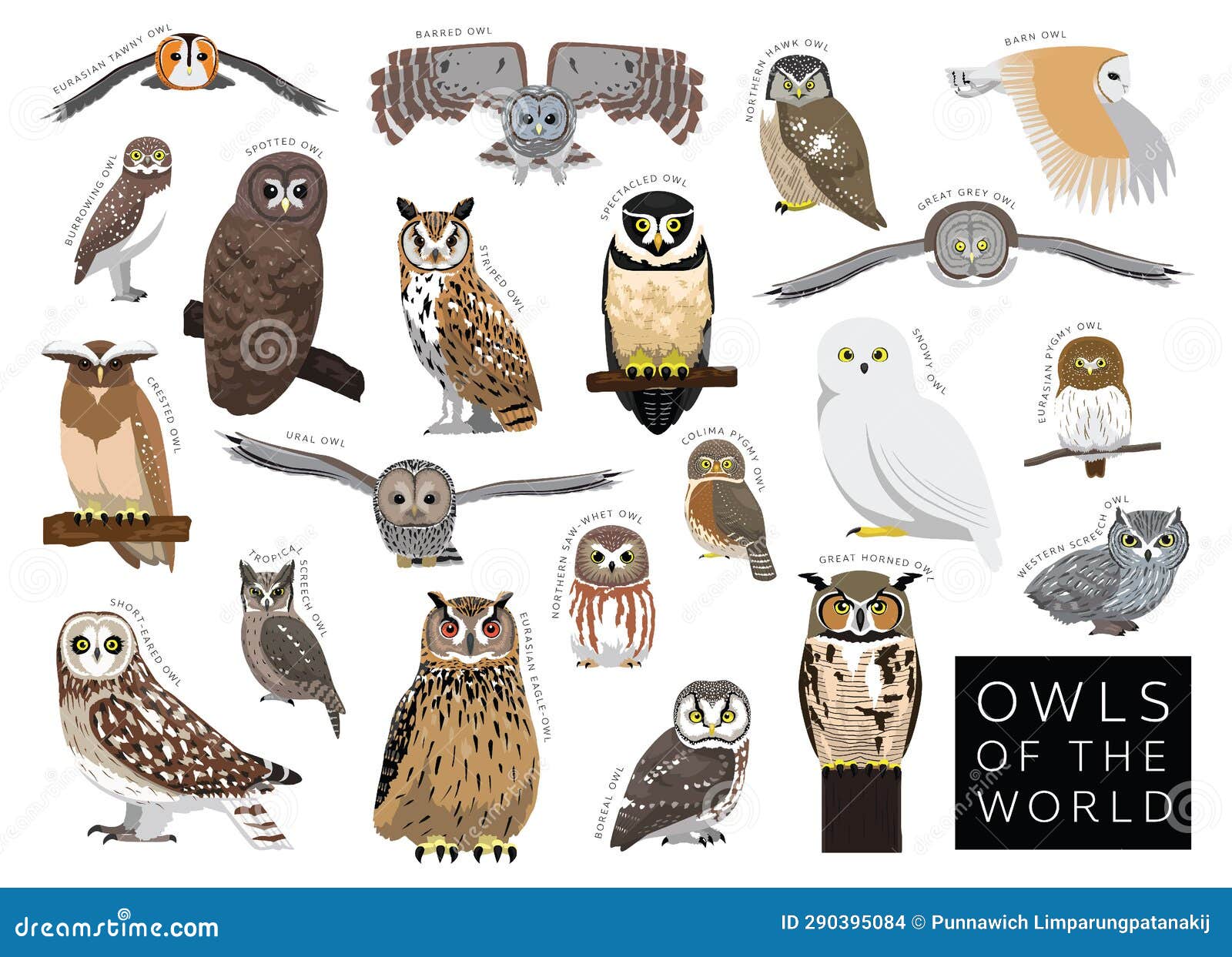 birds owls of the world set cartoon  character