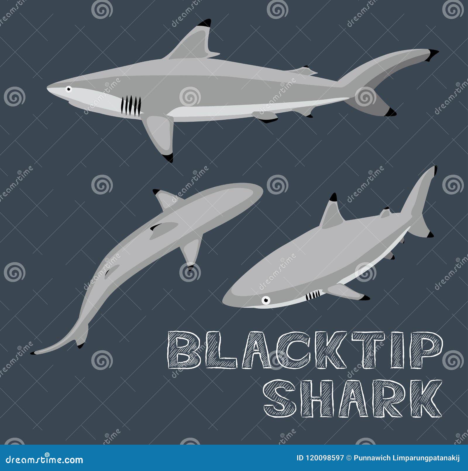 blacktip shark cartoon  
