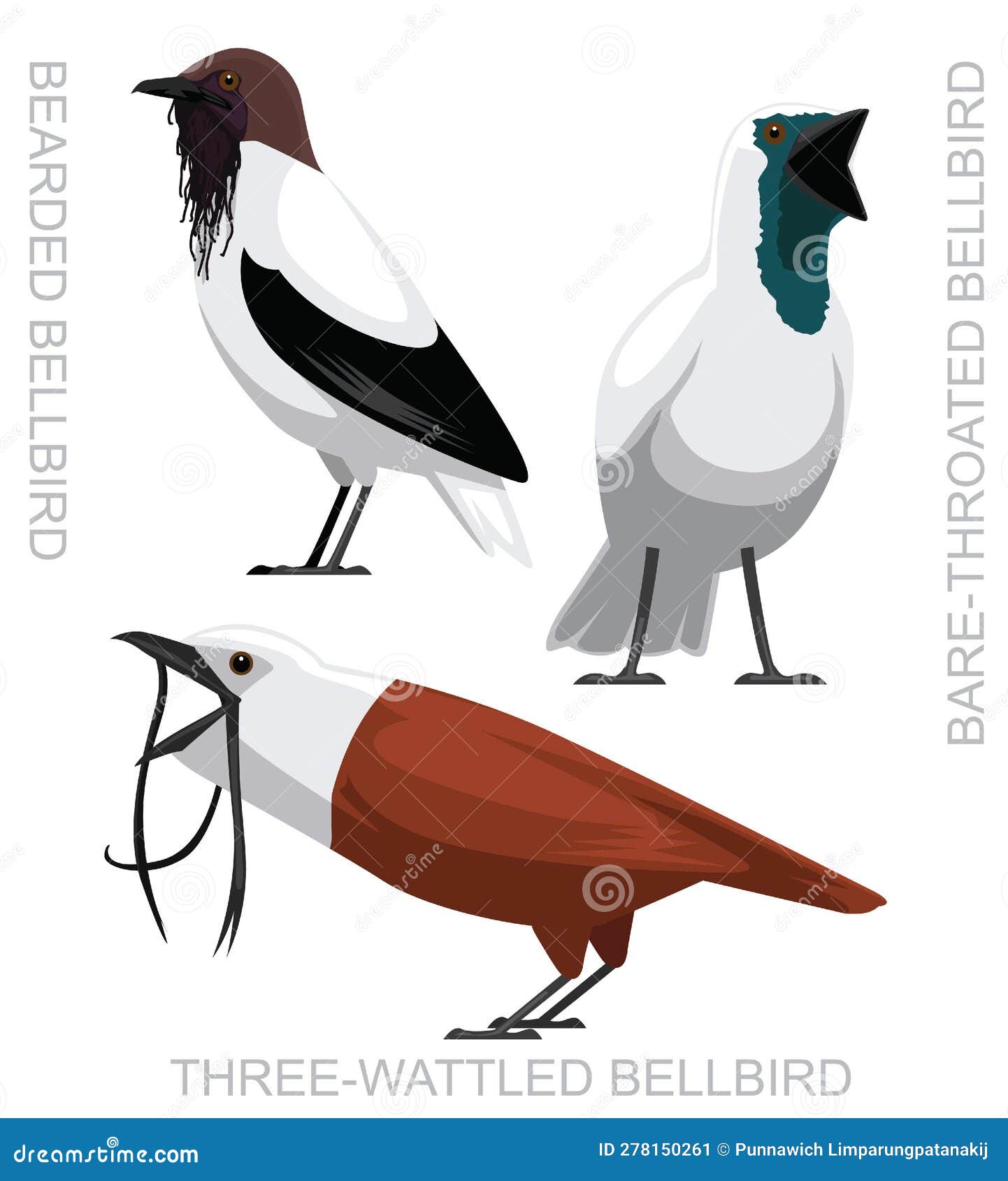 cute bird bellbird set cartoon 