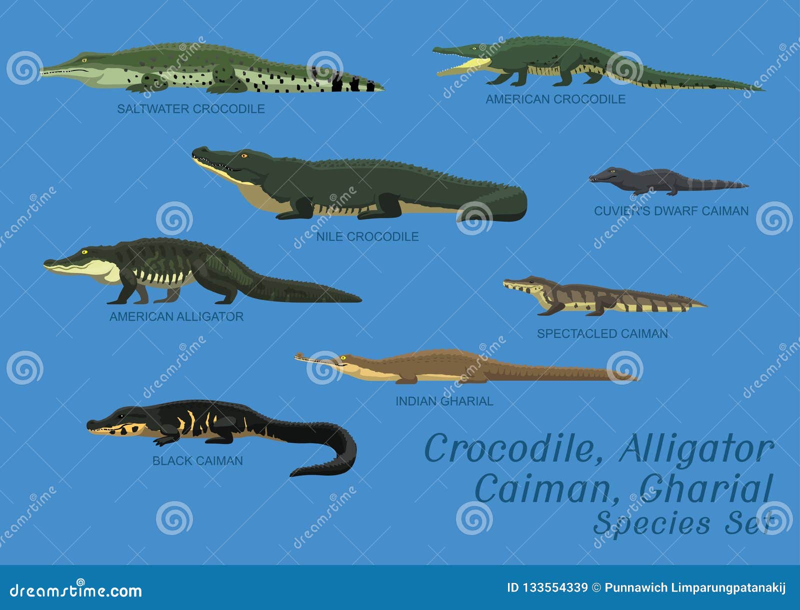 The differences between Crocodile, Alligator and Gharial