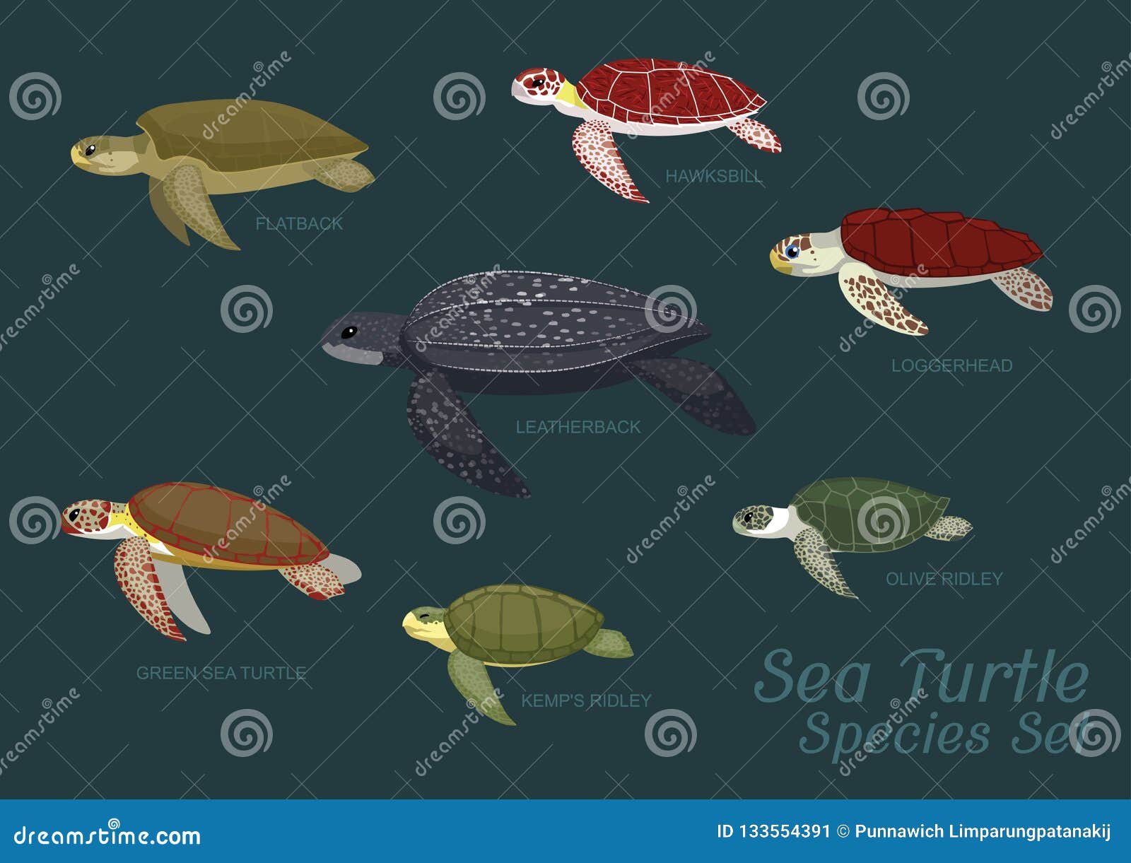 various sea turtle species set cartoon  