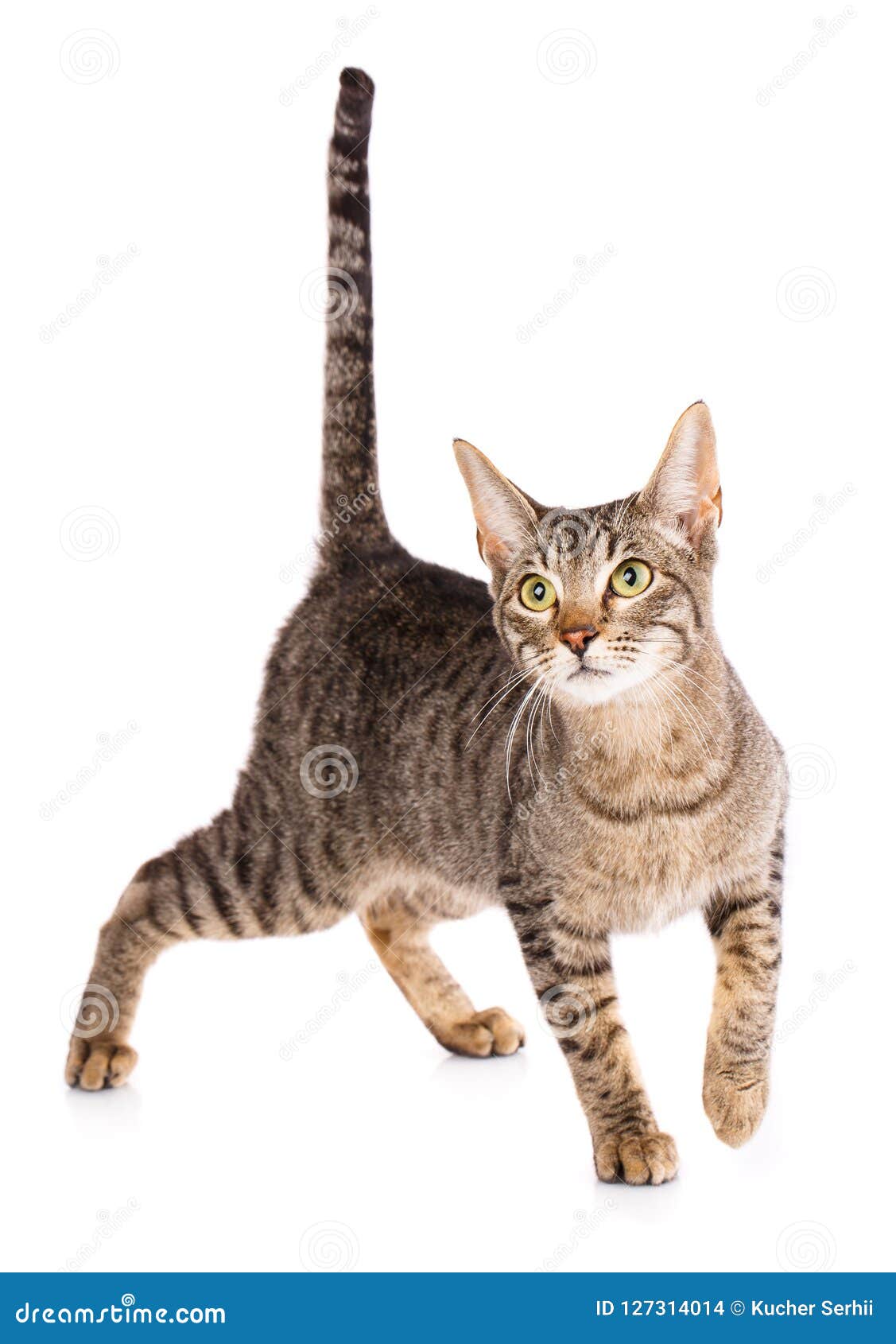 Animal Cat Pet Concept Serengeti Breed Cat Stock Photo Image Of Beautiful Cute 127314014