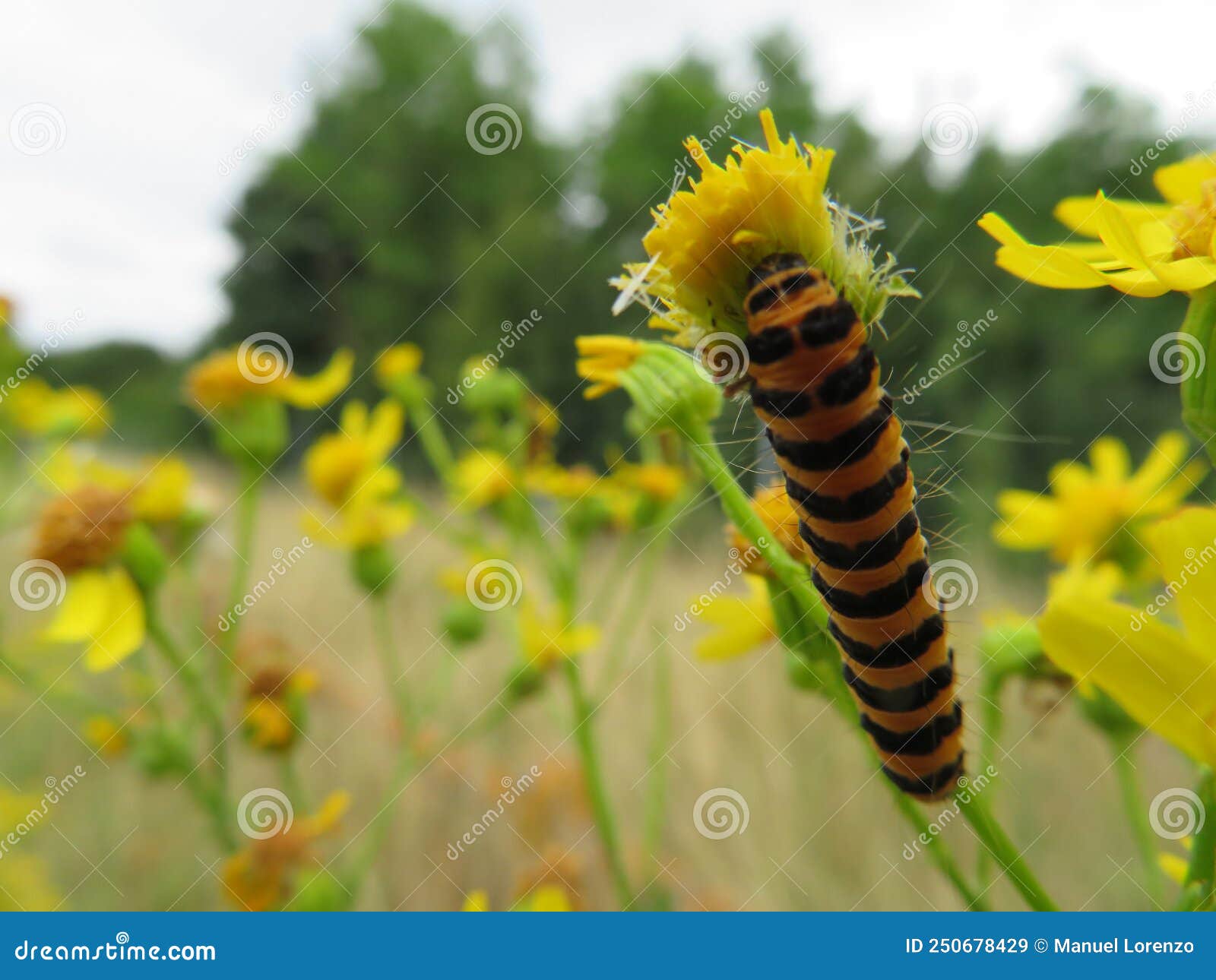 animal caterpillar insect flower food pest disgusting colors