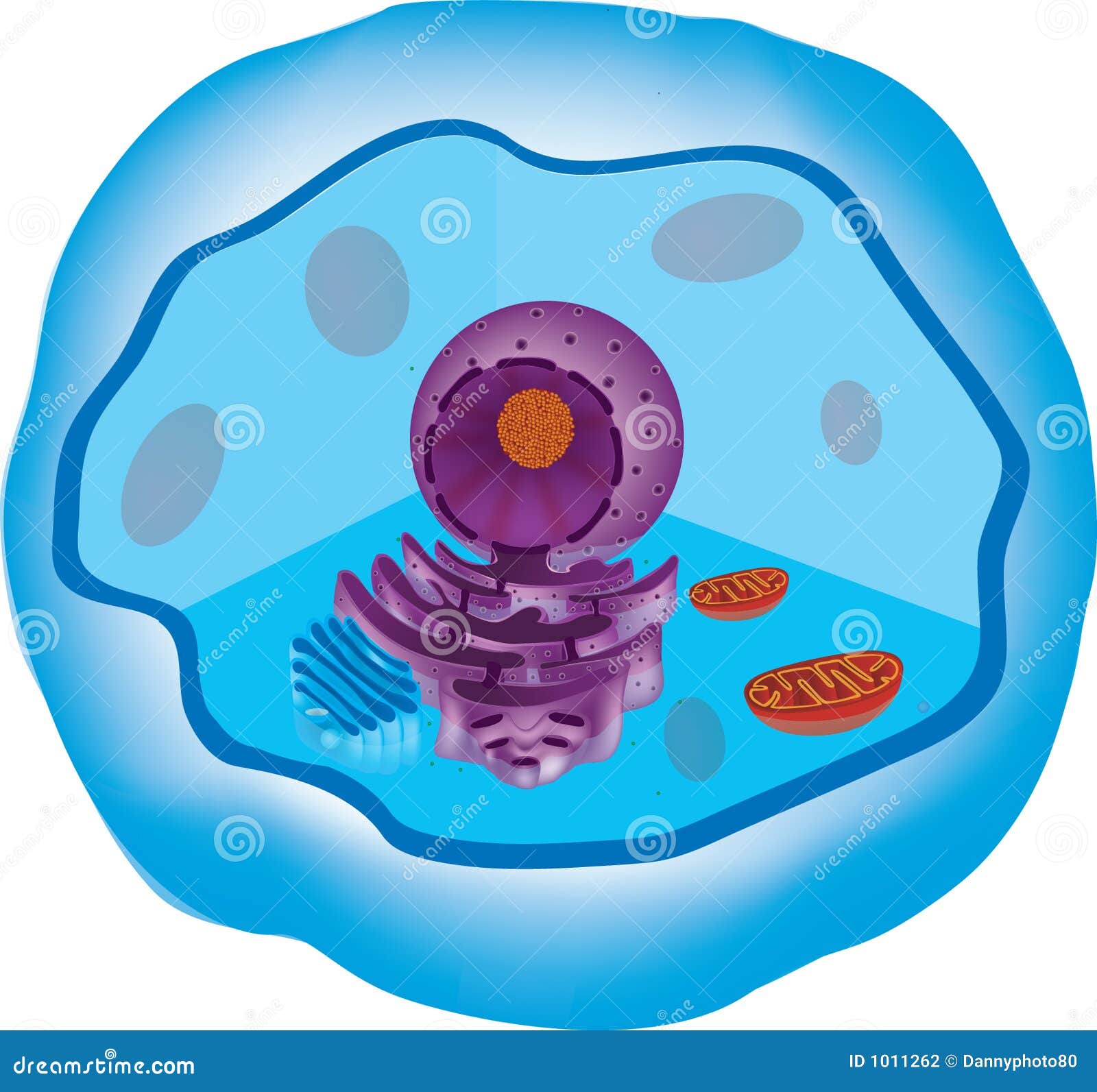 Animal cell stock illustration. Illustration of cell, cells - 1011262