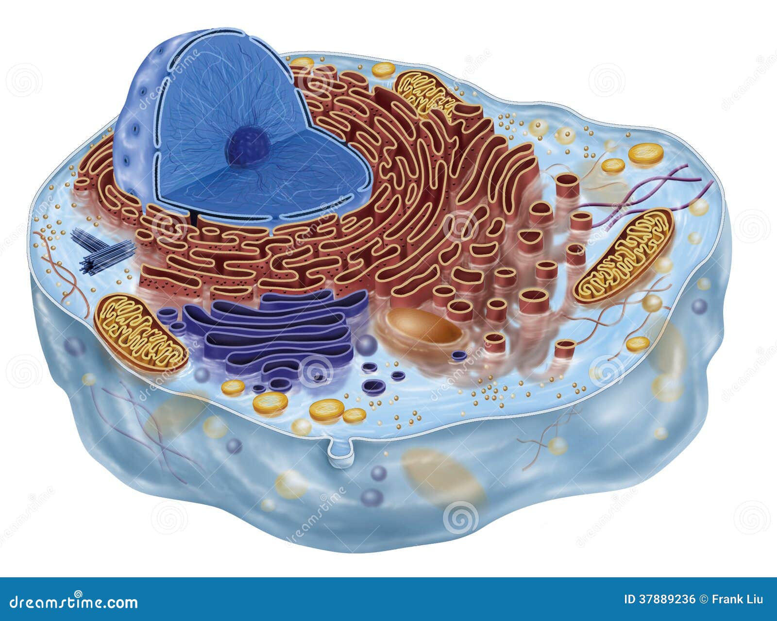 Animal cell stock illustration. Illustration of biological - 37889236