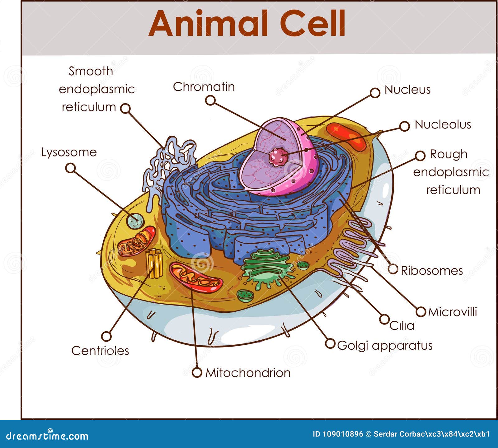 animal cell anatomy diagram structure with all parts nucleus smooth rough endoplasmic reticulum cytoplasm golgi apparatus