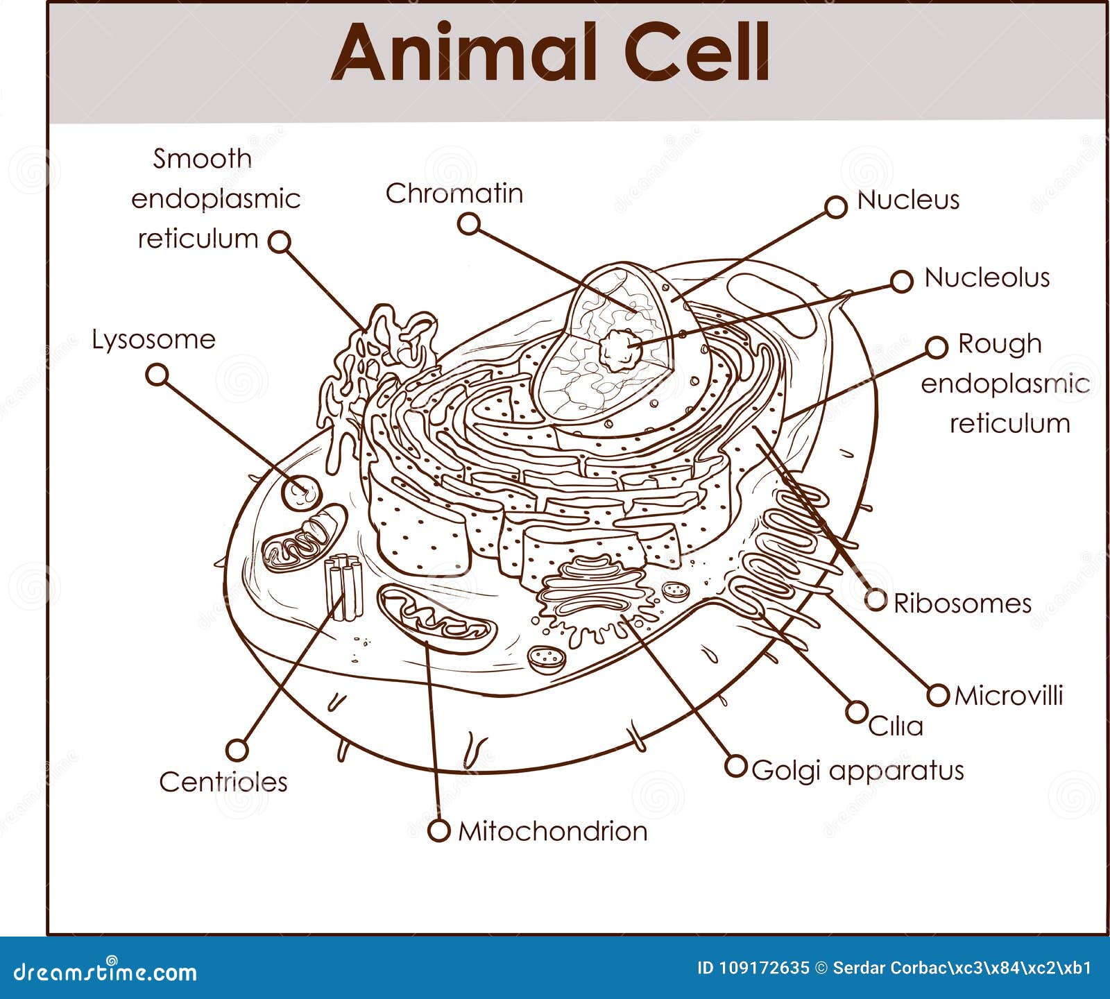 Animal Cell Anatomy Diagram Structure with All Parts Nucleus Smooth Rough  Endoplasmic Reticulum Cytoplasm Golgi Apparatus Stock Vector - Illustration  of diagram, element: 109172635