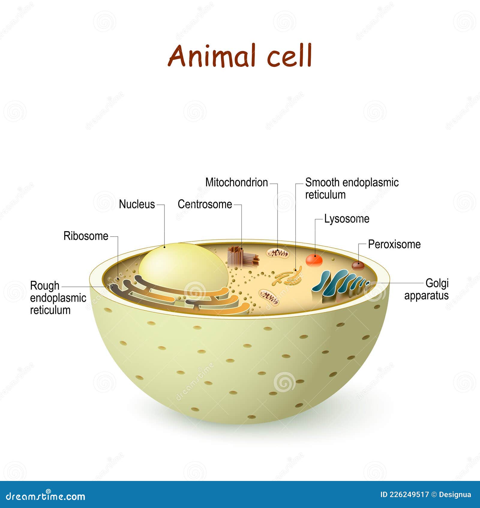 Animal cell anatomy stock vector. Illustration of cell - 226249517 Animal cell anatomy stock vector. Illustration of cell - 226249517