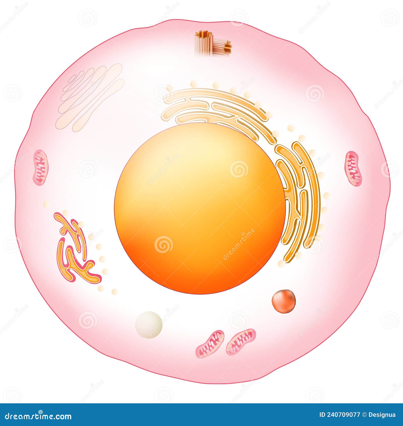 Animal cell anatomy stock vector. Illustration of cross - 240709077 Animal cell anatomy stock vector. Illustration of cross - 240709077