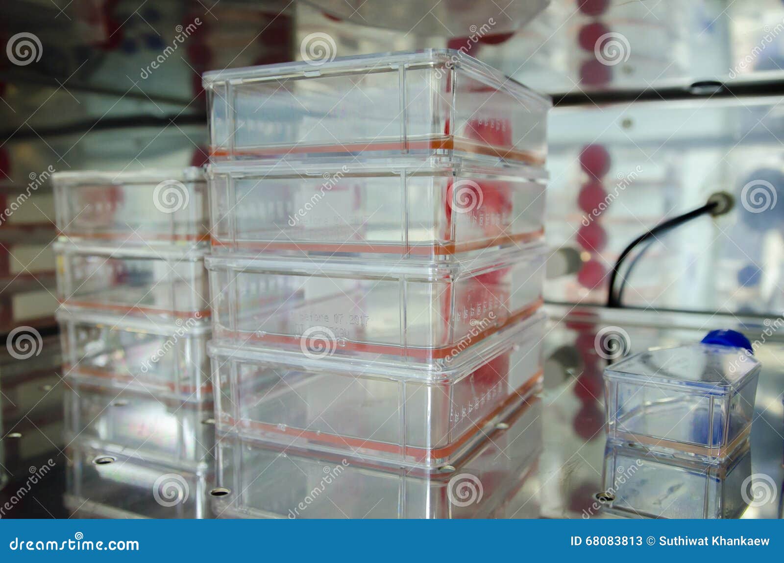 Animal cell culture stock image. Image of forensics, biotechnology -  68083813