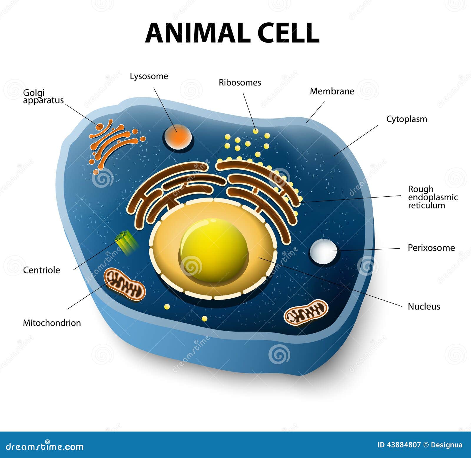 animal cell cut-away