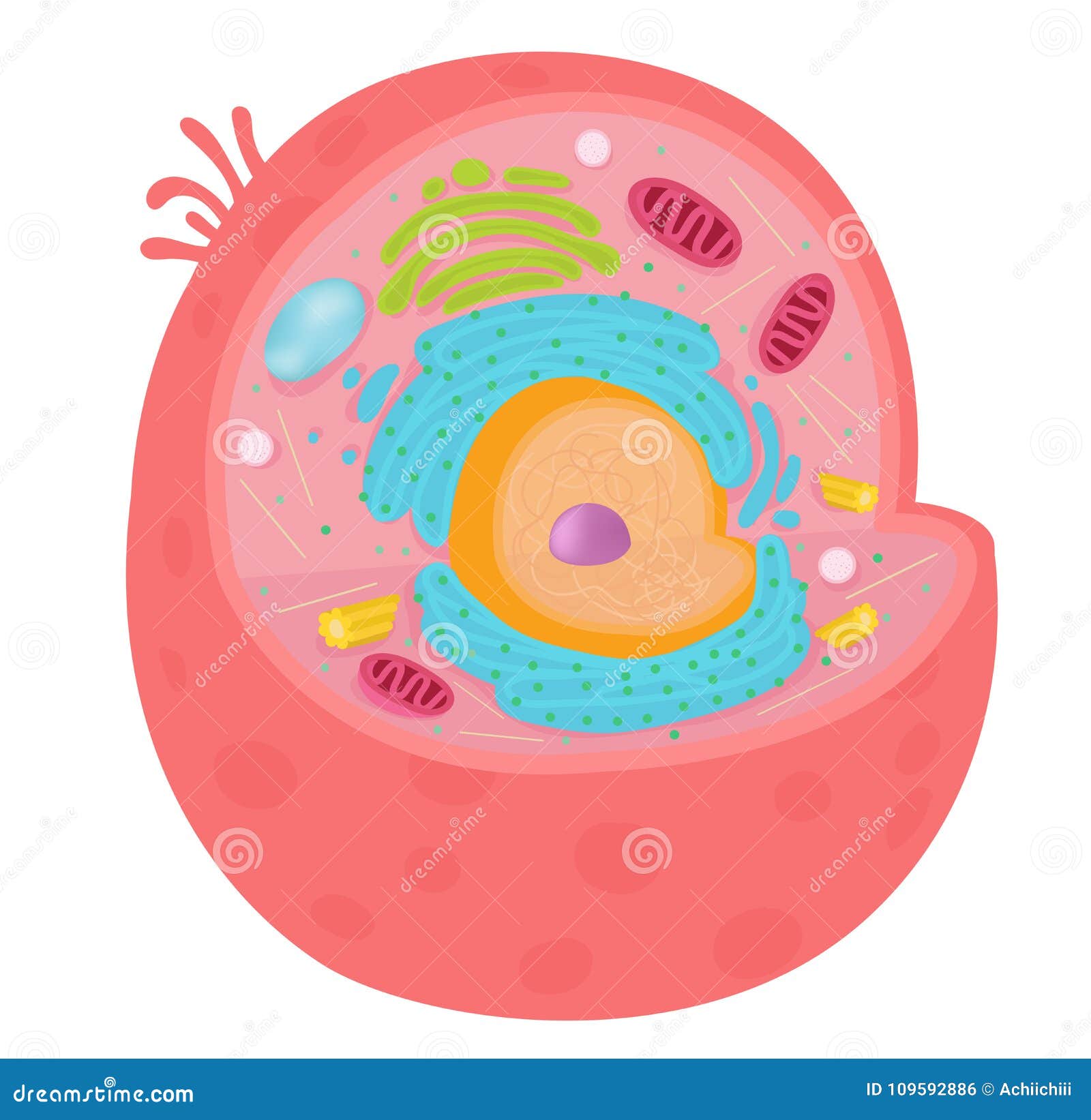 The animal cell diagram stock vector. Illustration of eggs - 109592886